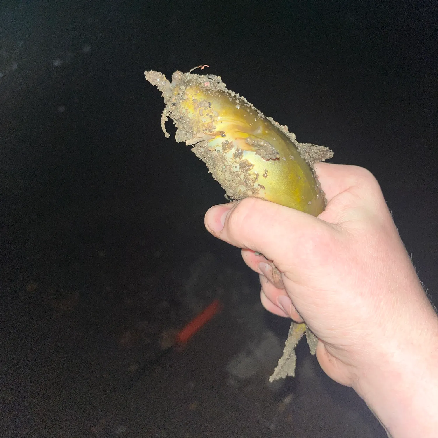 Yellow bullhead caught on Fishbrain