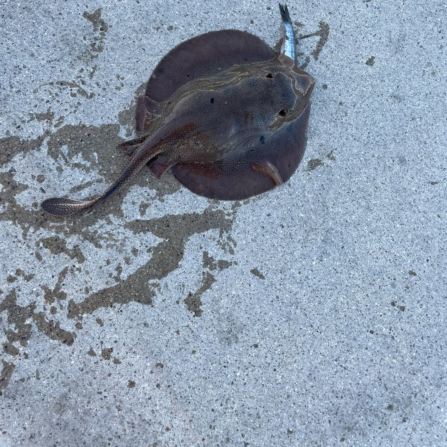 Haller's round ray caught on Fishbrain