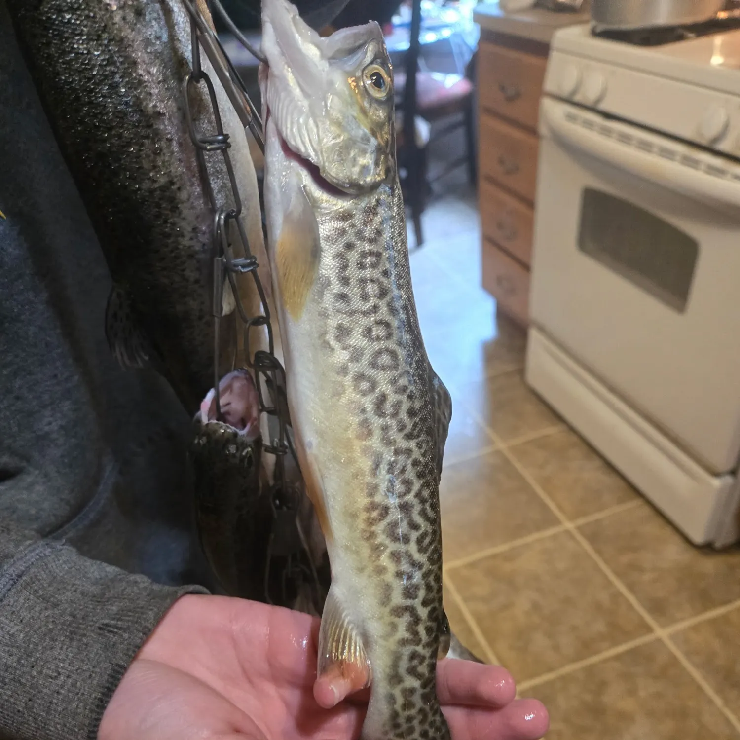 Tiger trout caught on Fishbrain