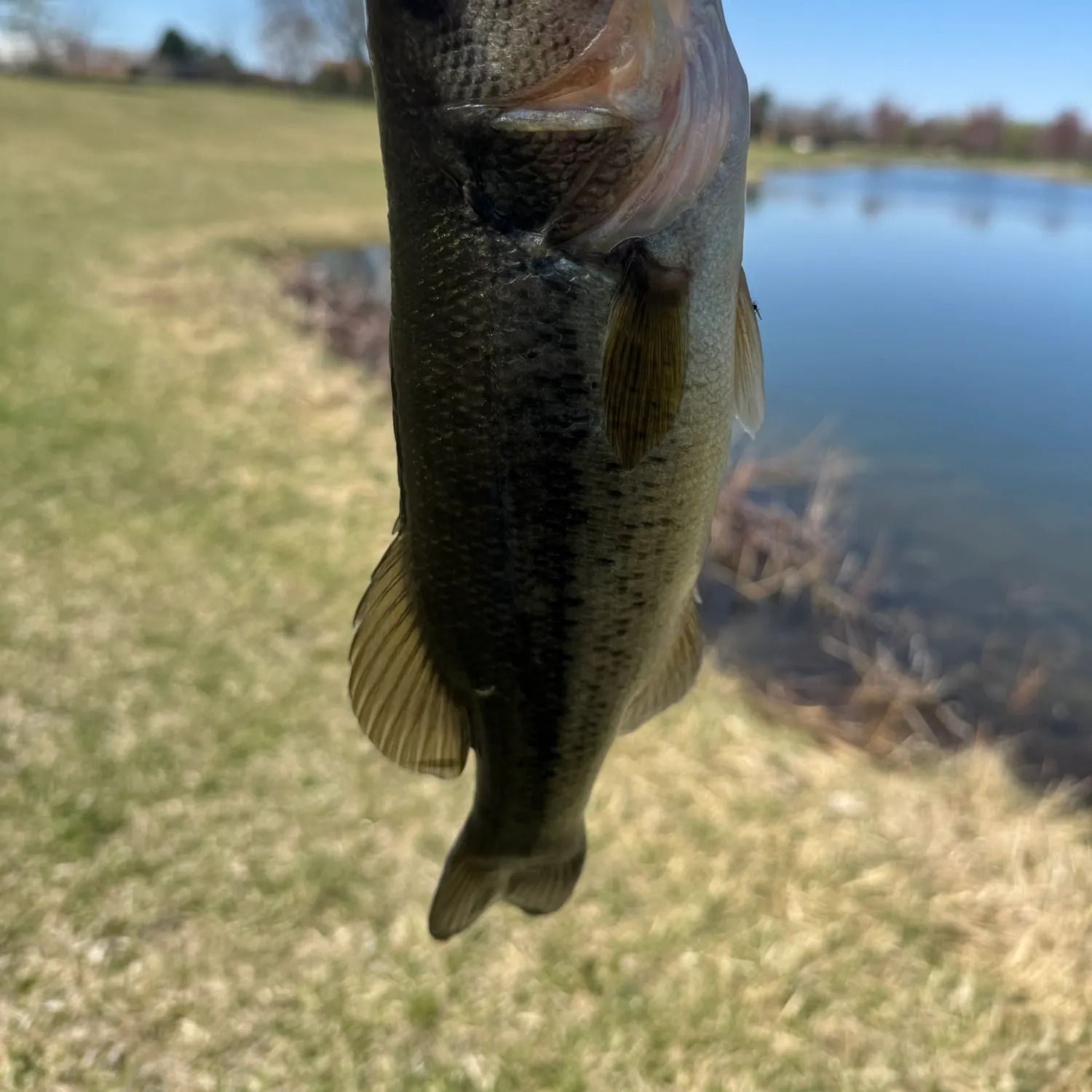 angler catch