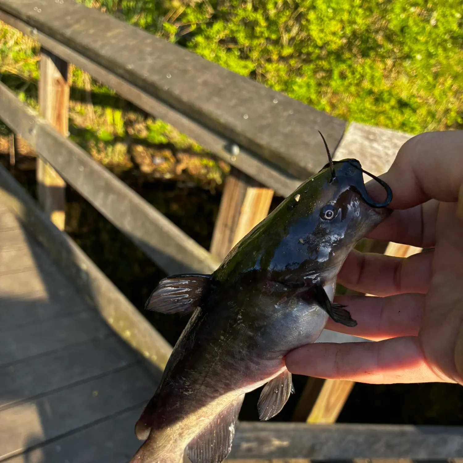 catch