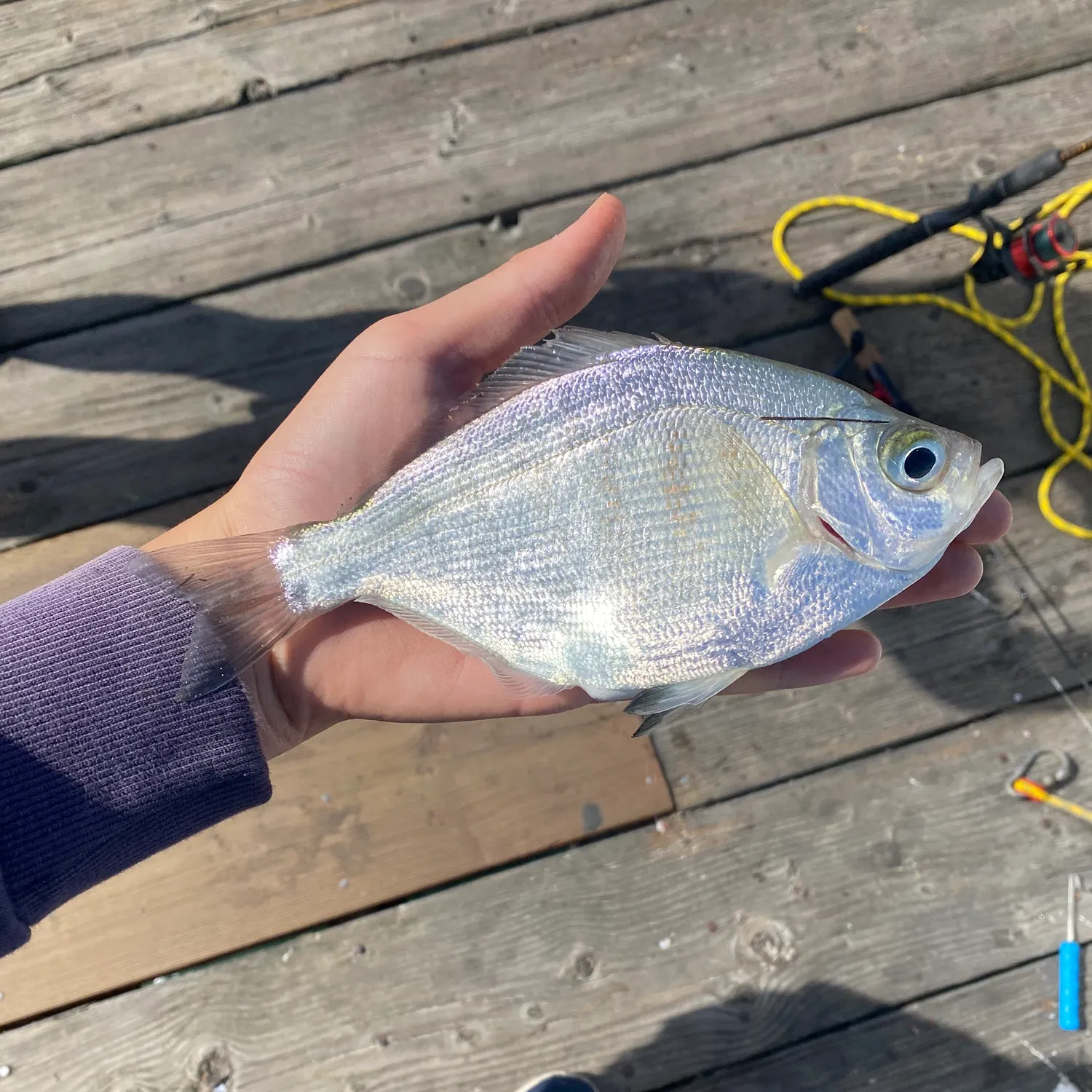 The most recent Walleye surfperch catches on Fishbrain