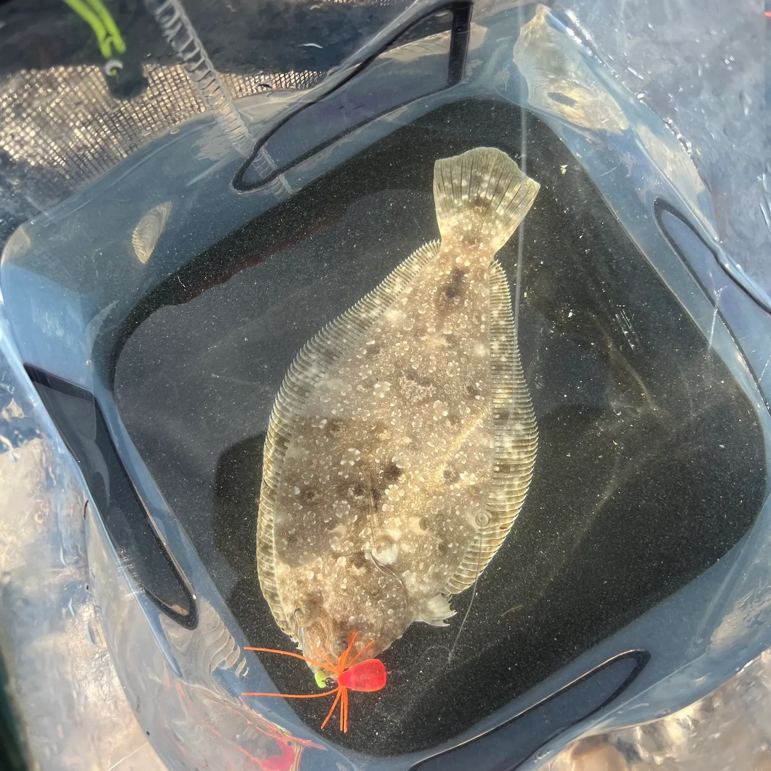 The most recent Dusky flounder catches on Fishbrain