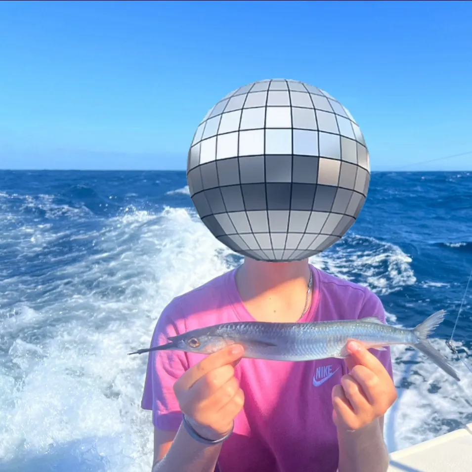 The most recent Ballyhoo halfbeak catches on Fishbrain