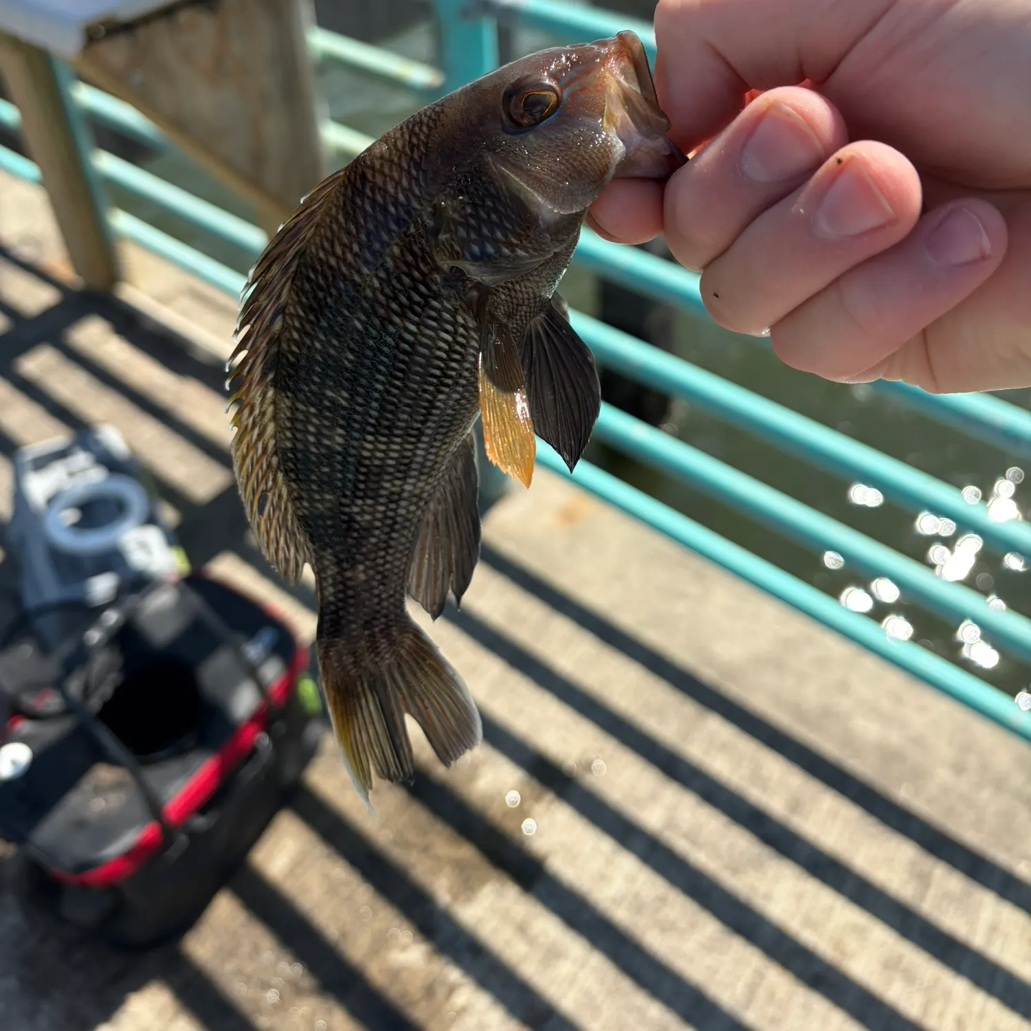 Black sea bass caught on Fishbrain