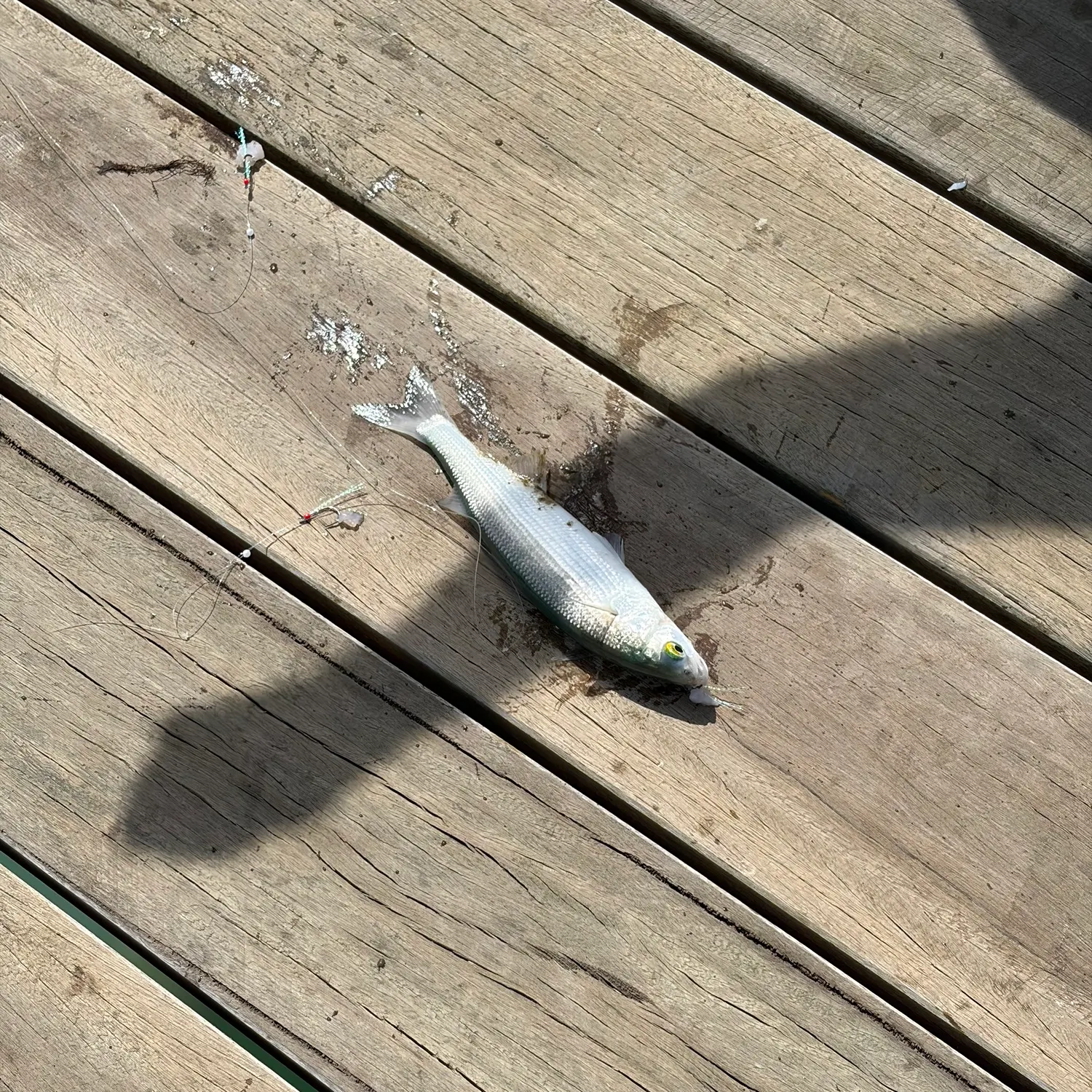 The most recent Yellow-eye mullet catches on Fishbrain