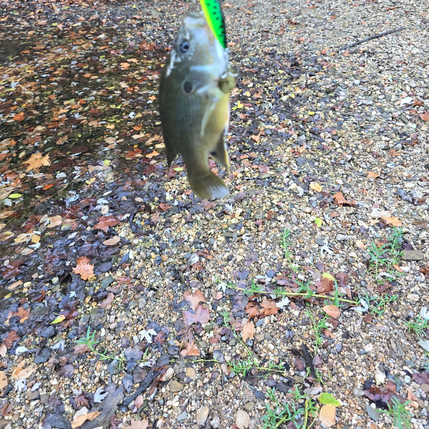 Green sunfish caught on Fishbrain