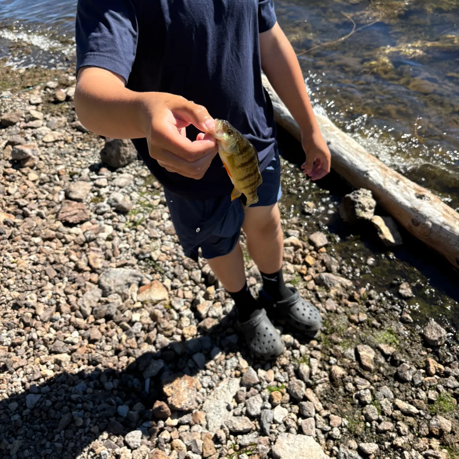 Yellow perch caught on Fishbrain