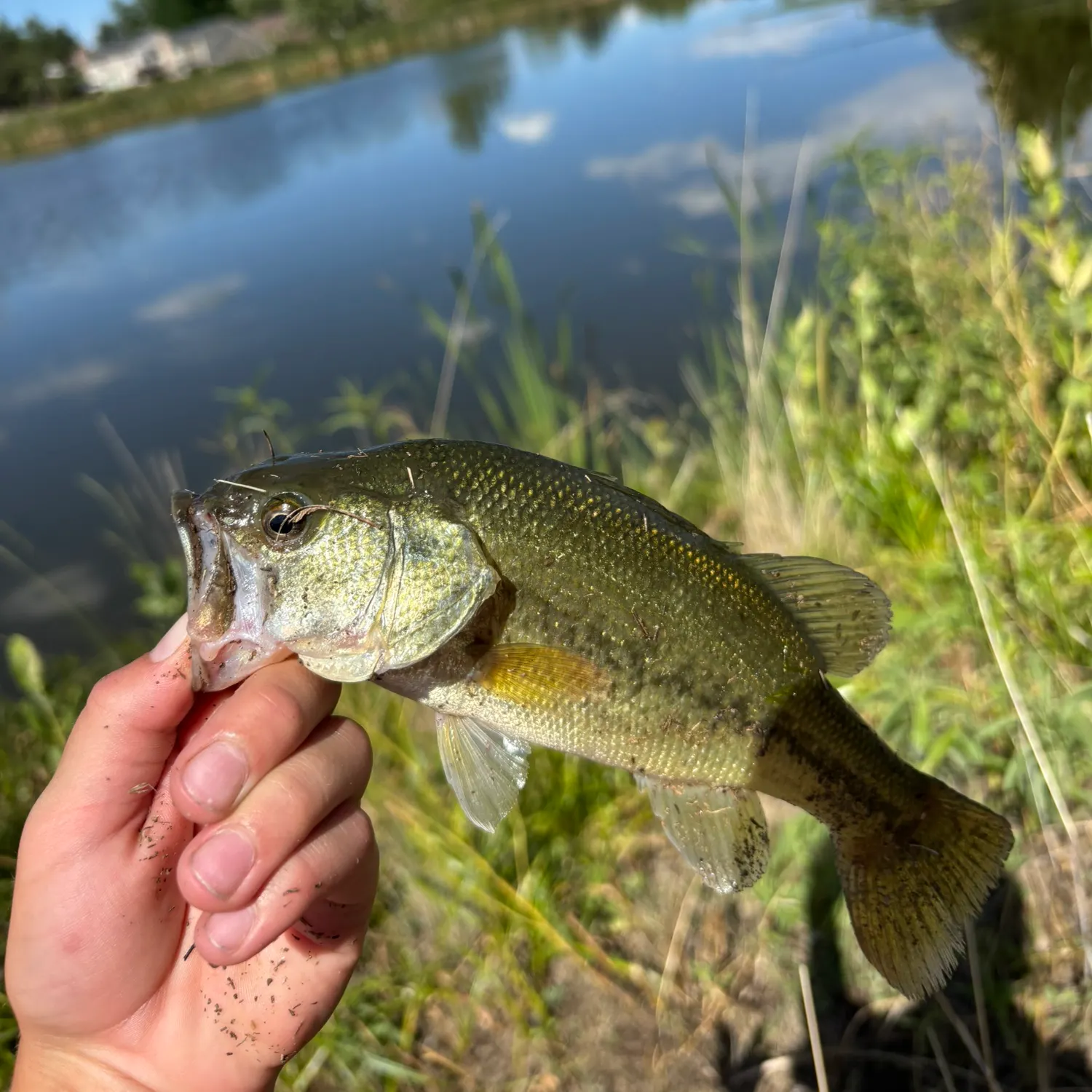 Largemouth bass caught on Fishbrain