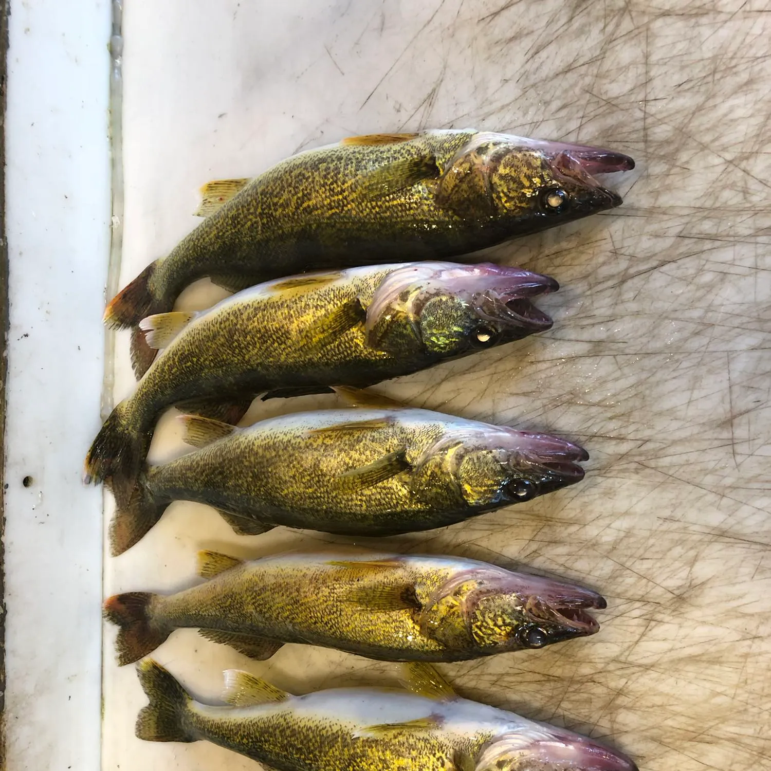 recently logged catches