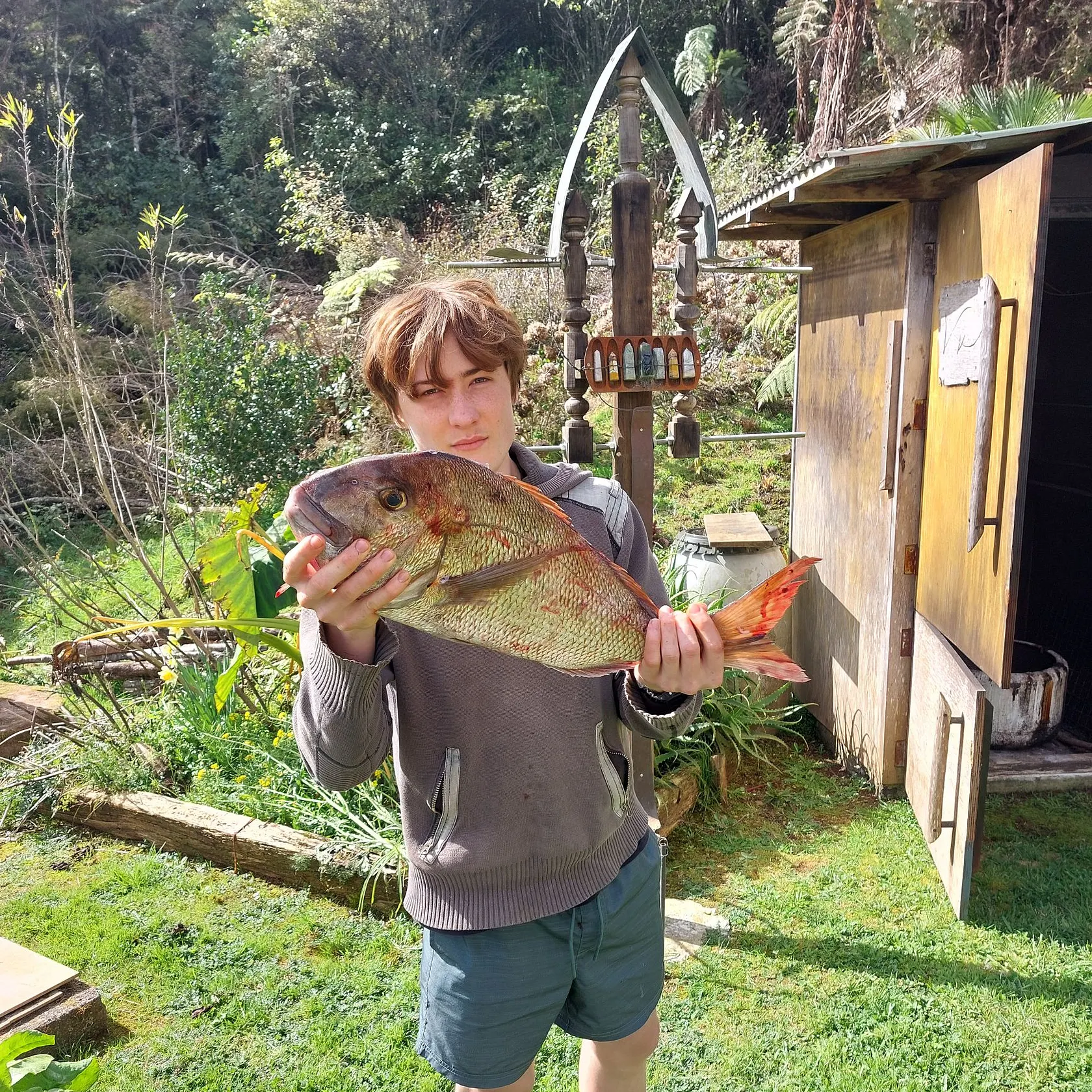 Australasian snapper caught on Fishbrain