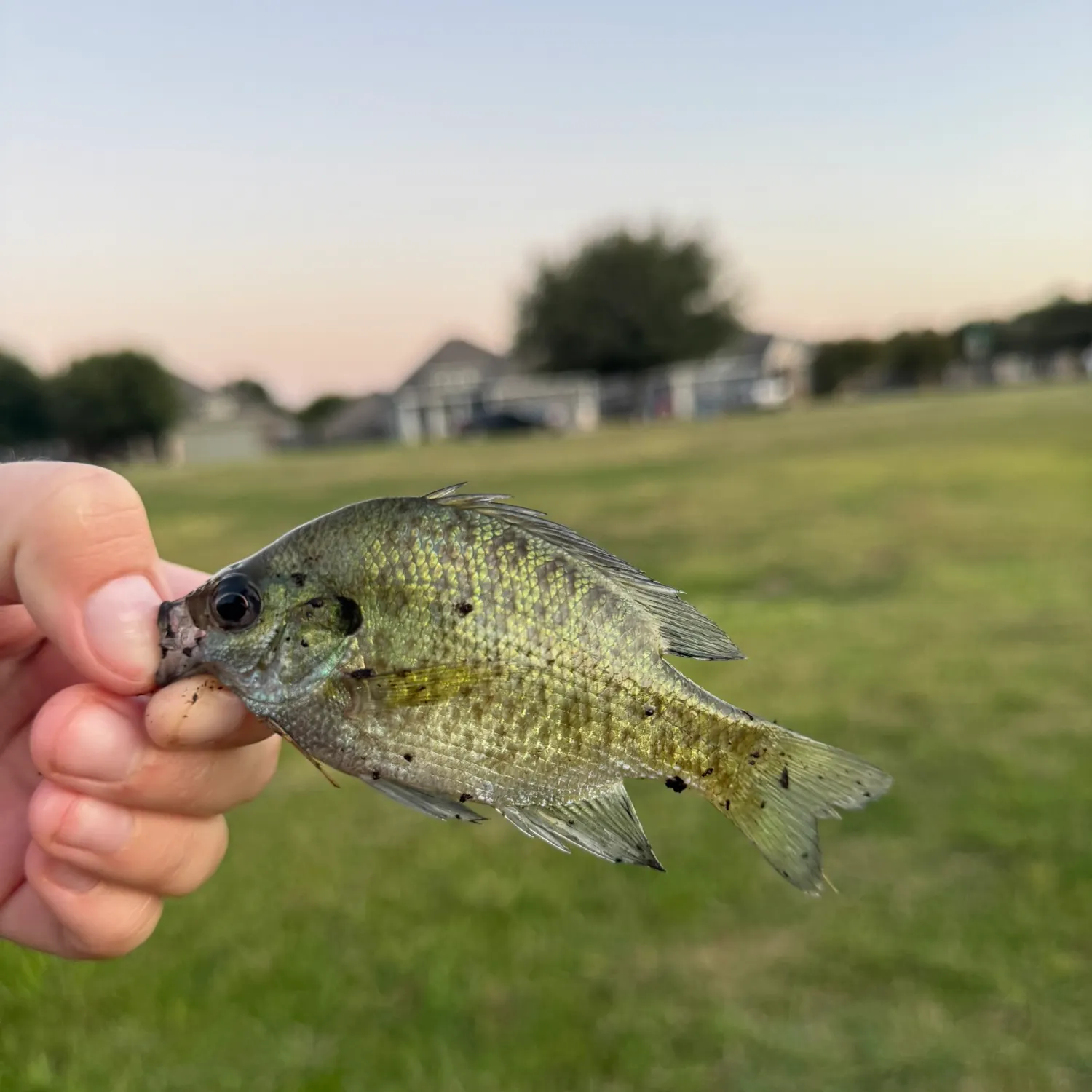 Greengill hybrid caught on Fishbrain