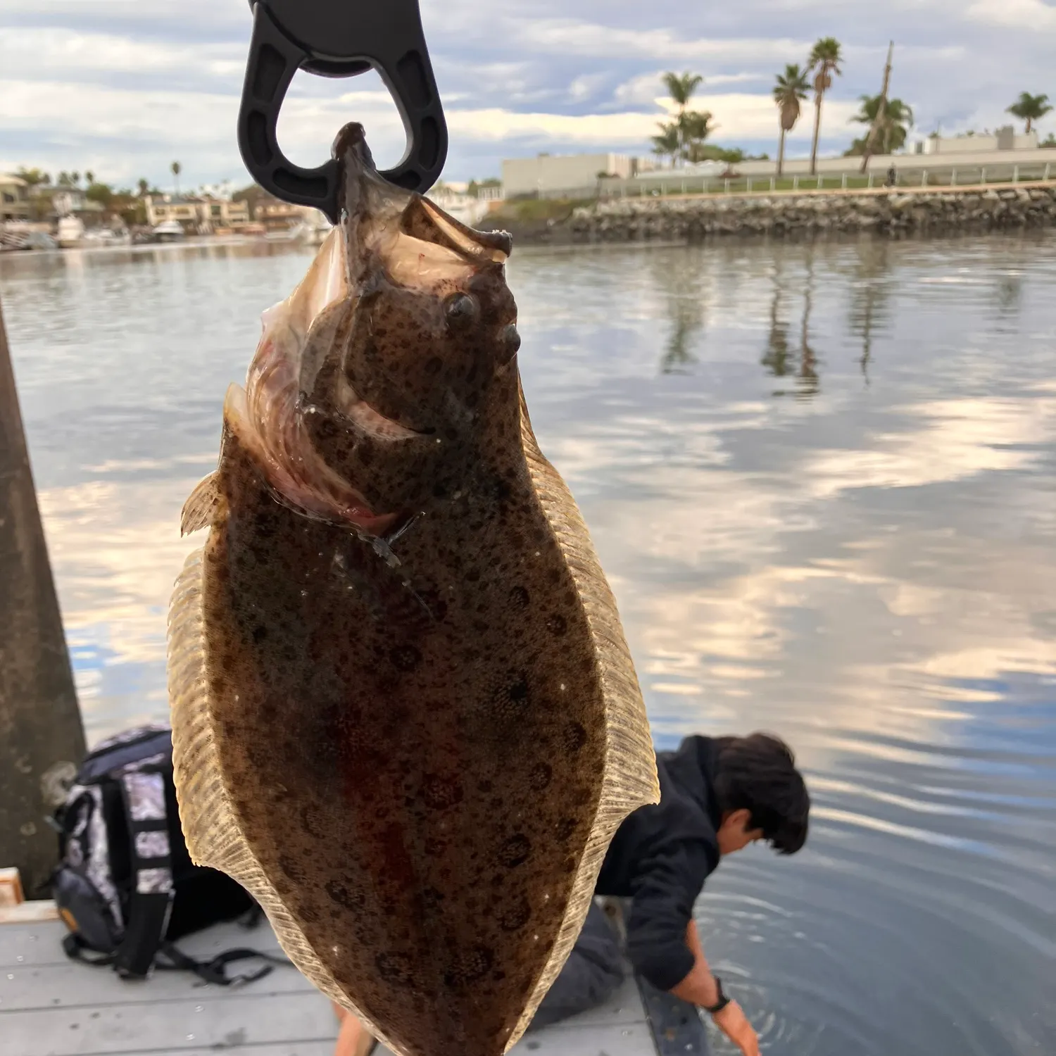 The most recent California halibut catches on Fishbrain