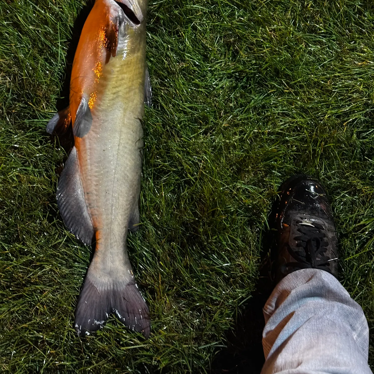 Channel catfish caught on Fishbrain