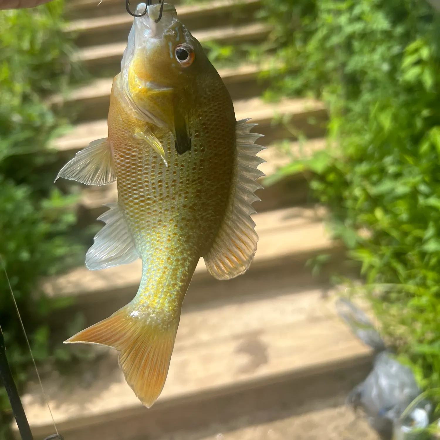 Redbreast sunfish caught on Fishbrain