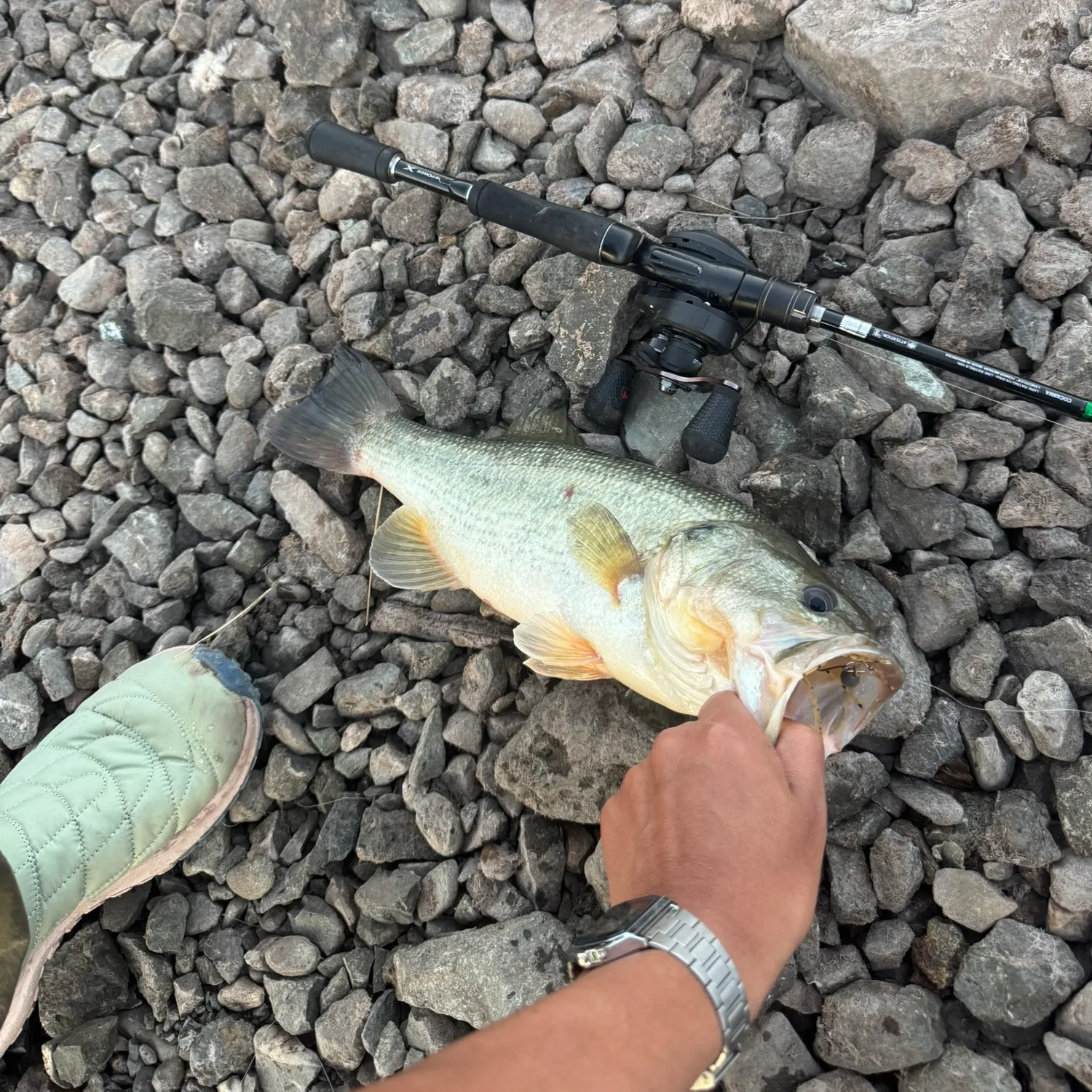 Largemouth bass caught on Fishbrain