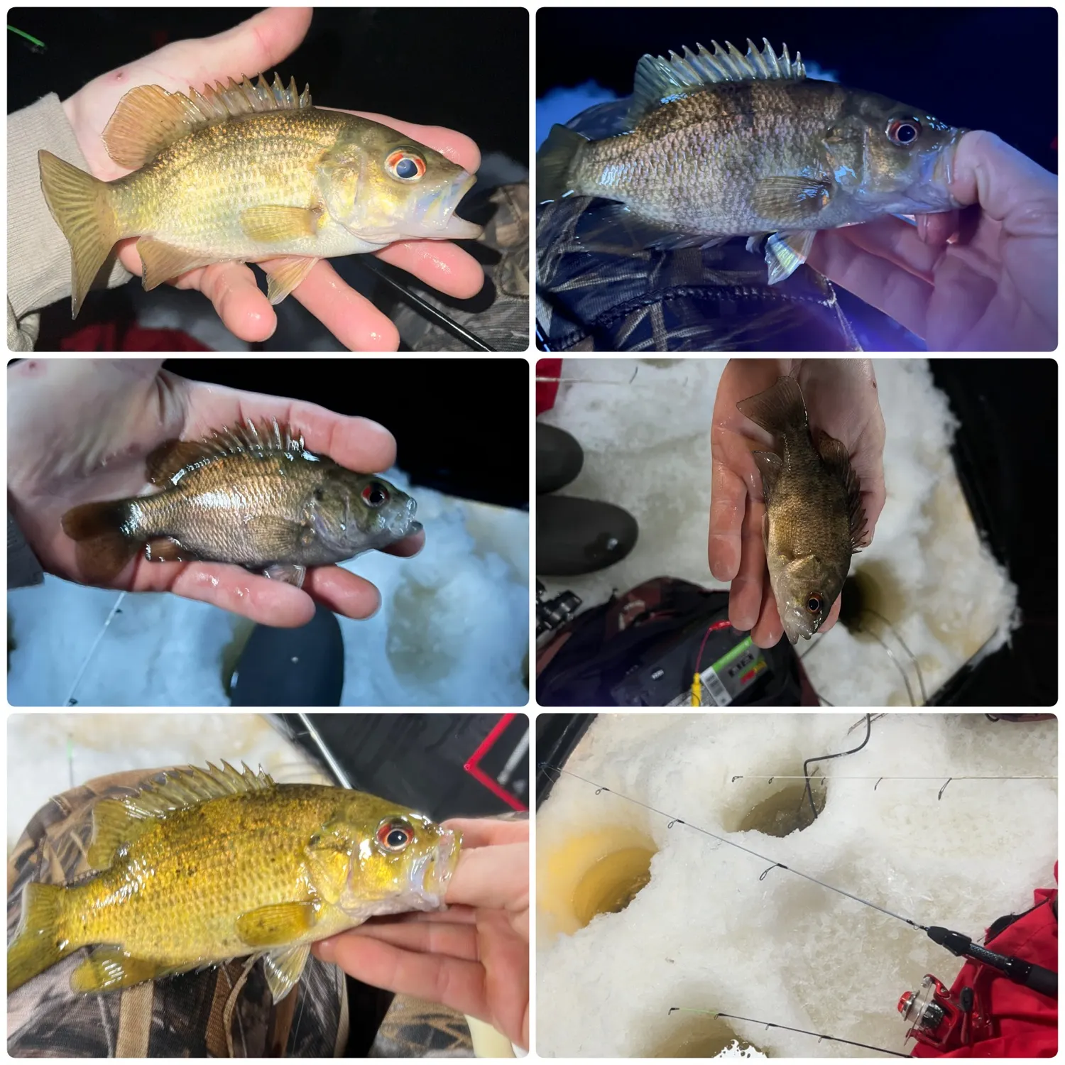 recently logged catches