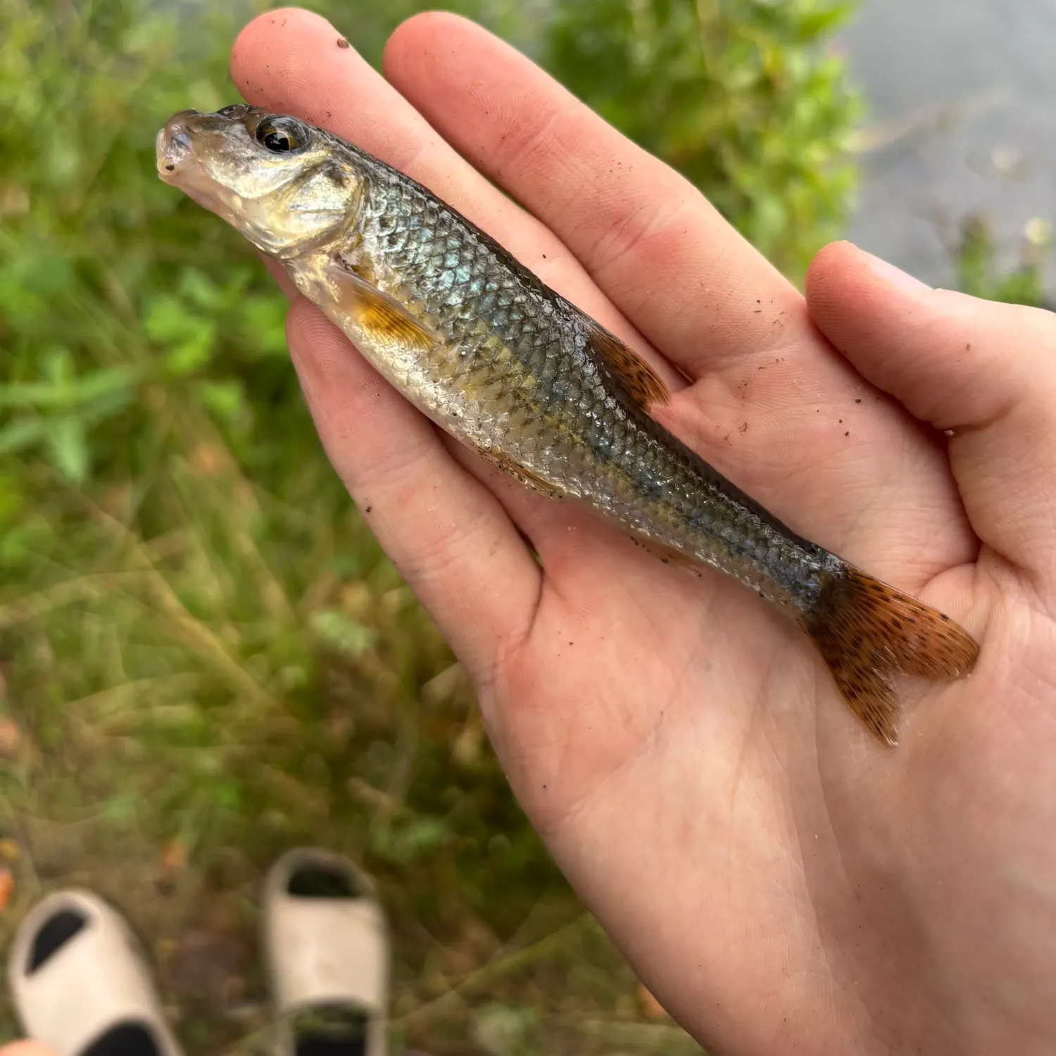 The most recent Gudgeon catches on Fishbrain