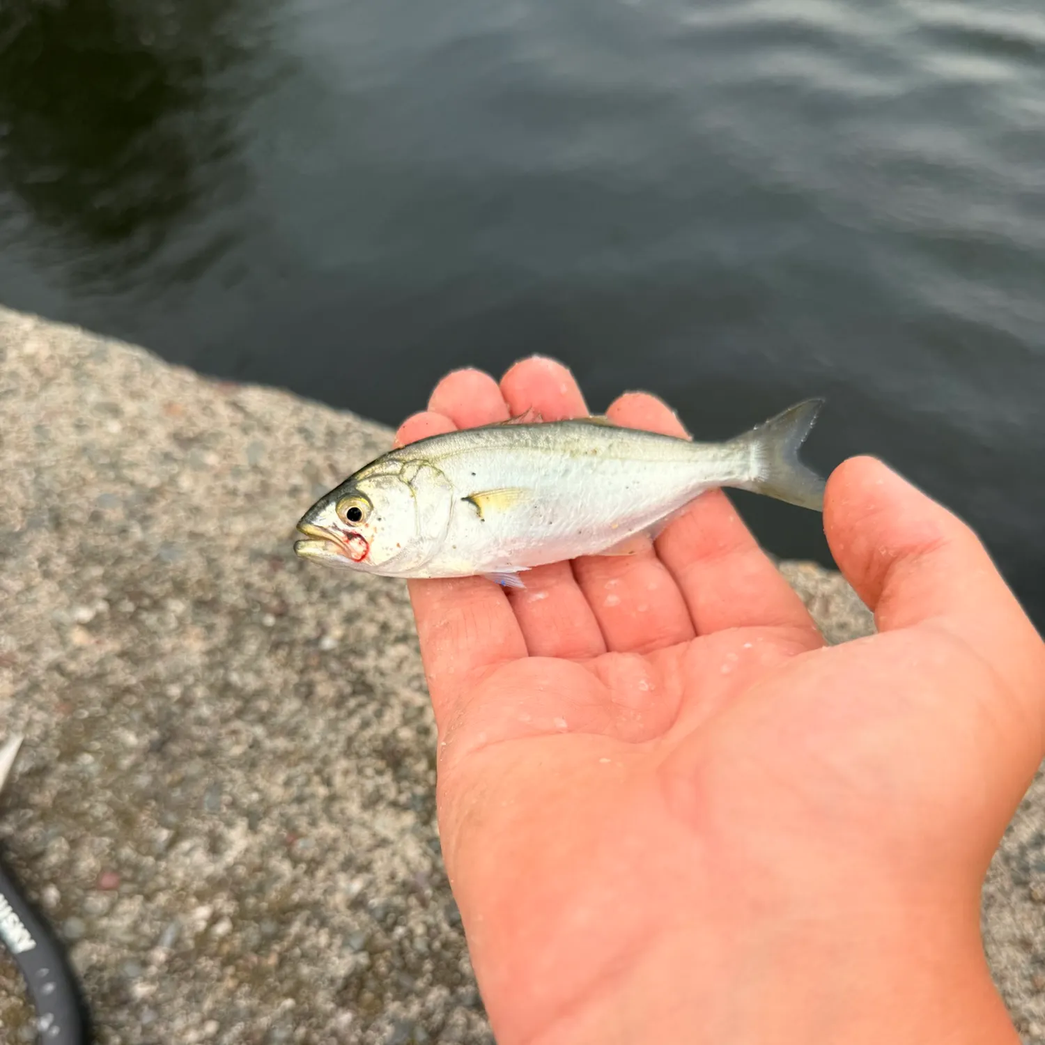 Bluefish caught on Fishbrain