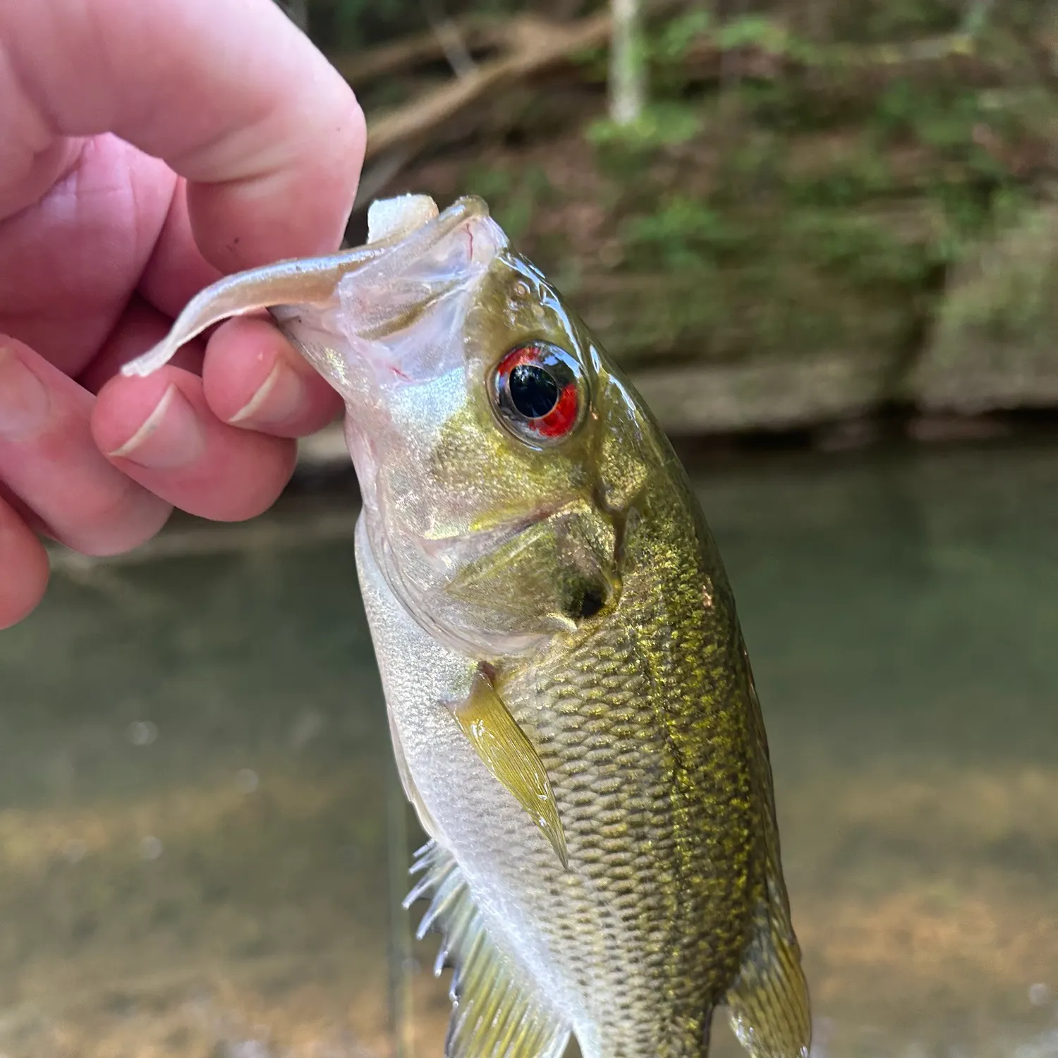 Rock bass caught on Fishbrain