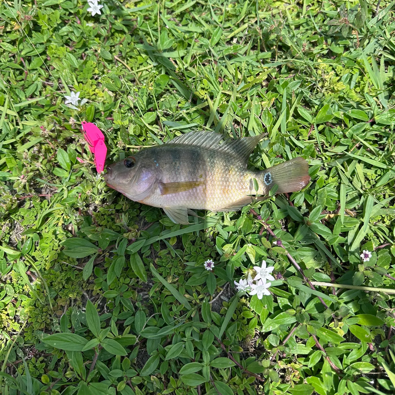 The most recent Redbelly tilapia catches on Fishbrain