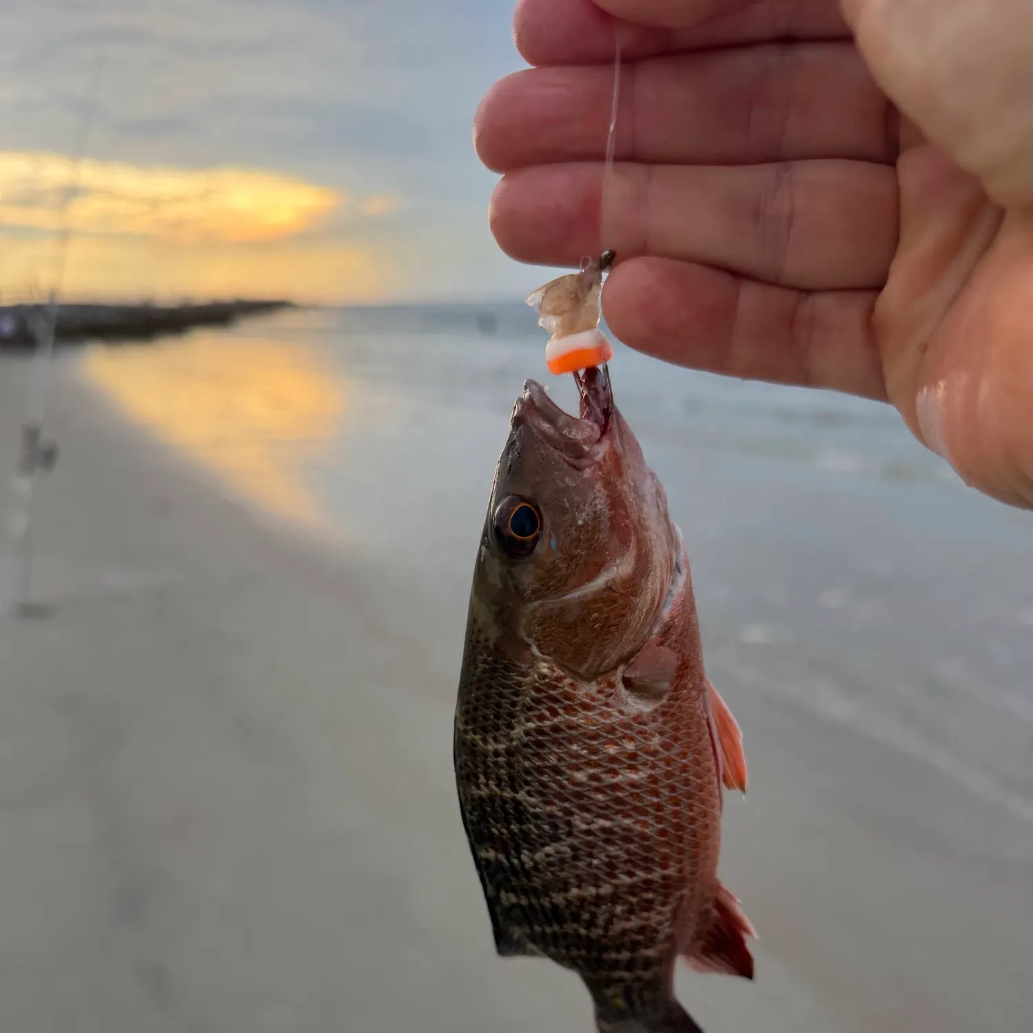 The most recent Mangrove snapper catches on Fishbrain