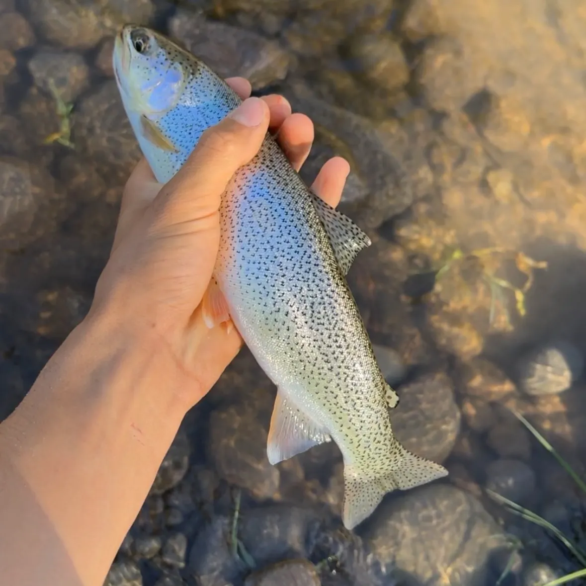 Coastal cutthroat trout caught on Fishbrain