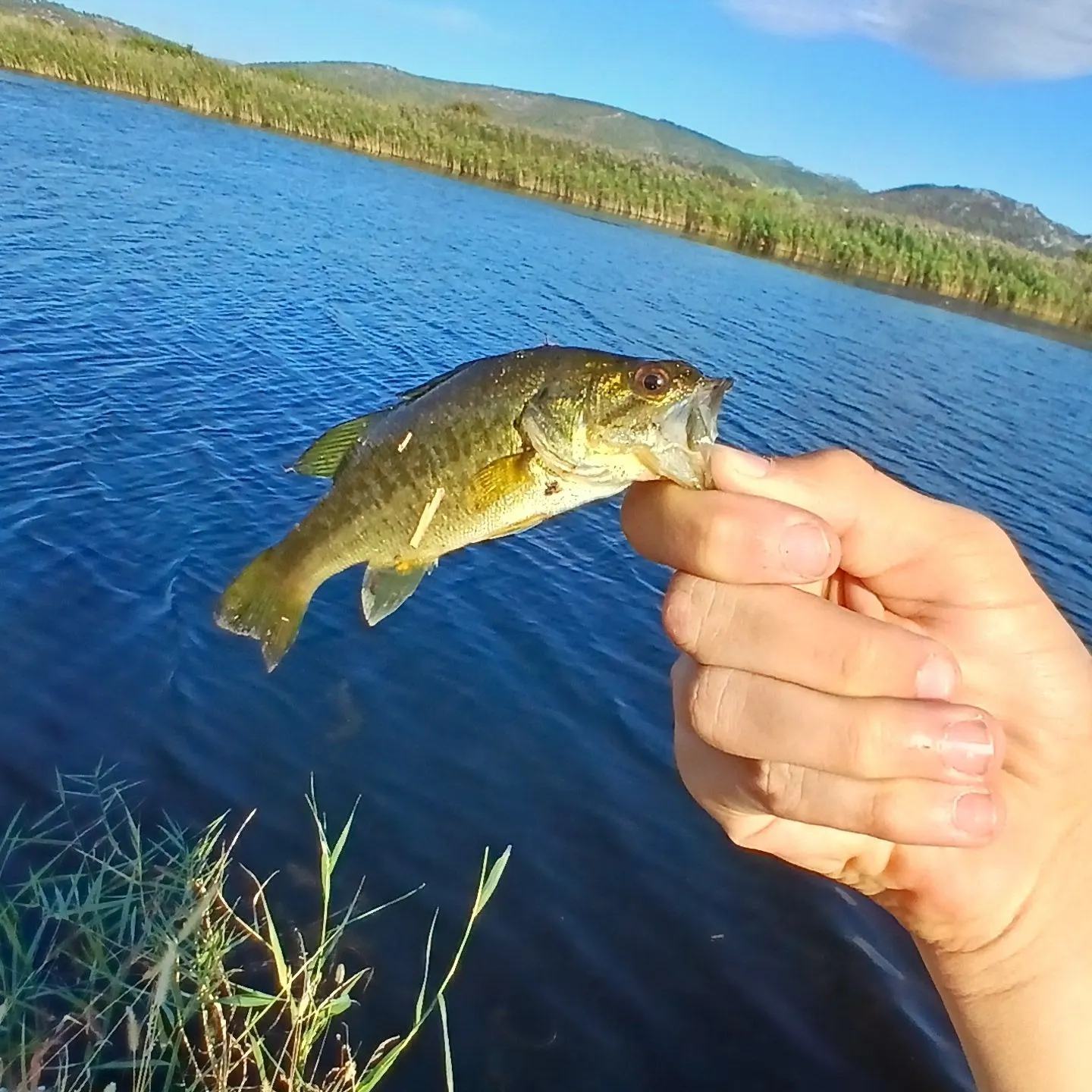 Fish caught on Fishbrain