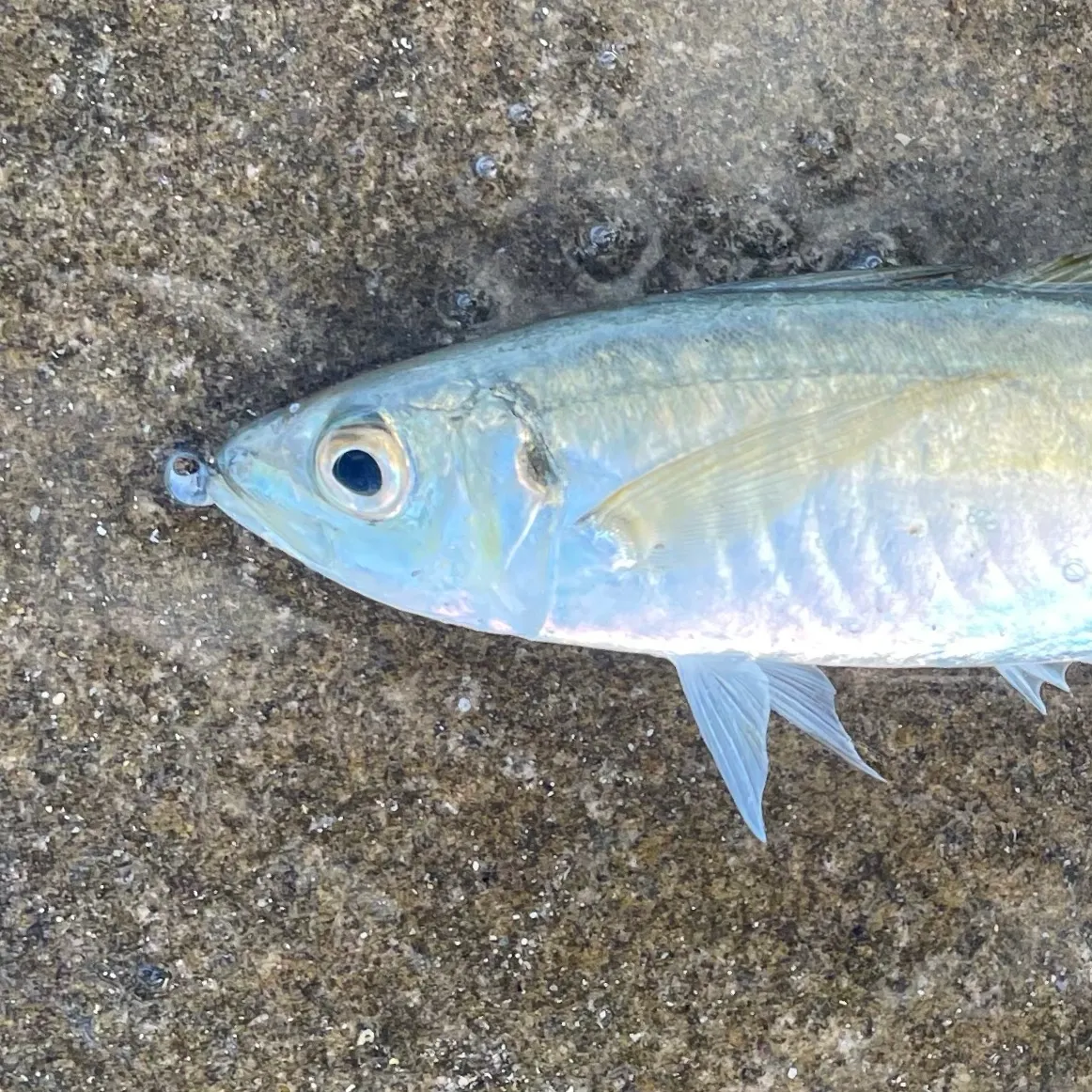 The most recent Yellowtail scad catches on Fishbrain