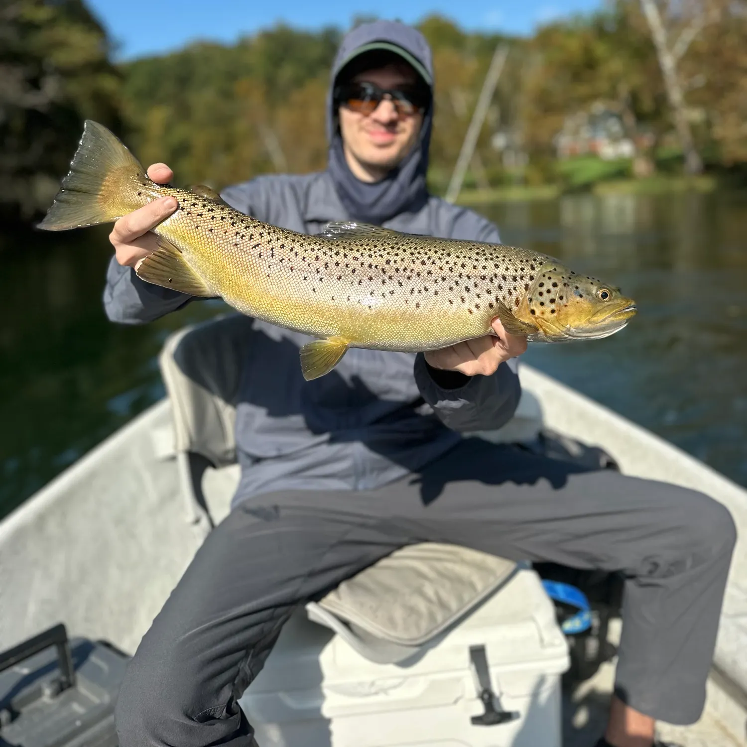 Brown trout caught on Fishbrain