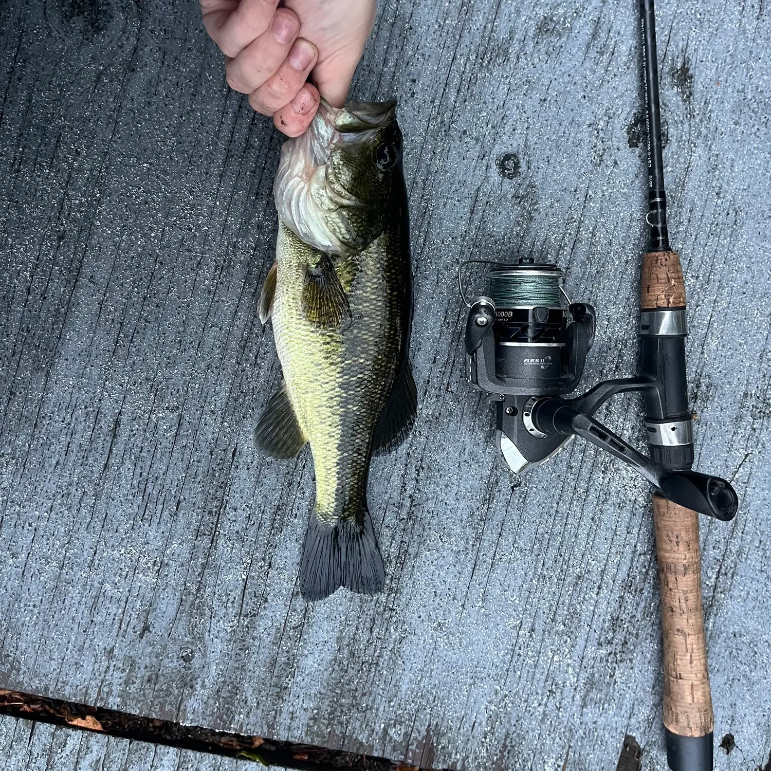 Largemouth bass caught on Fishbrain