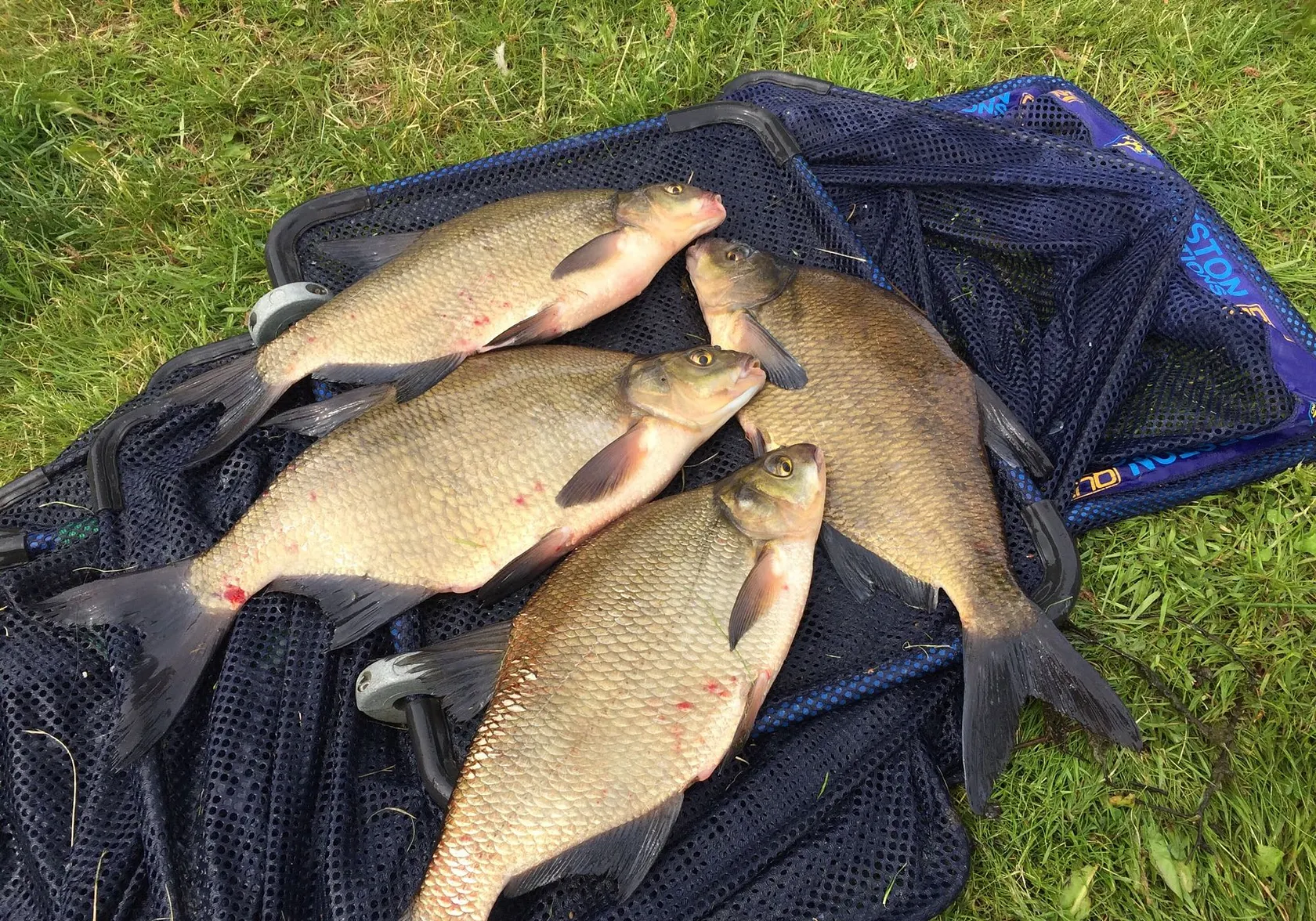 Common bream