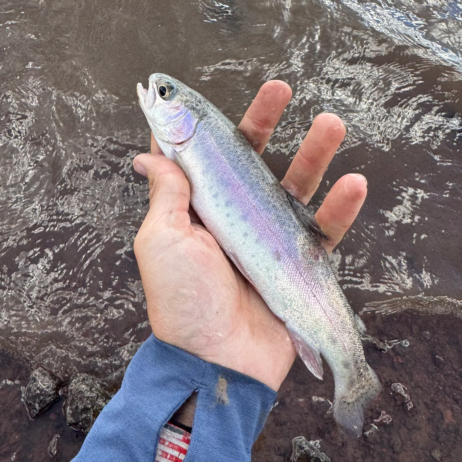 Rainbow trout caught on Fishbrain
