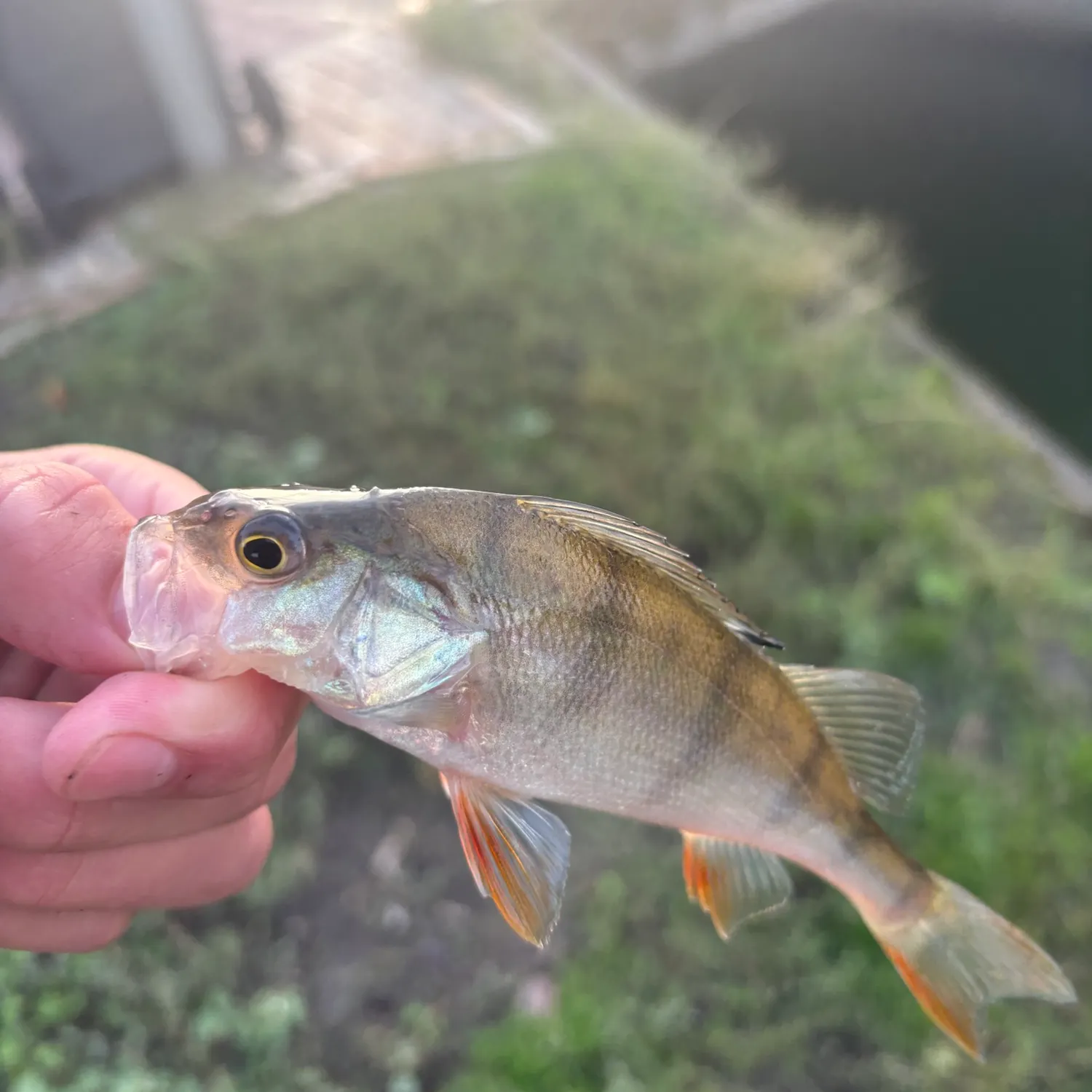 European perch caught on Fishbrain