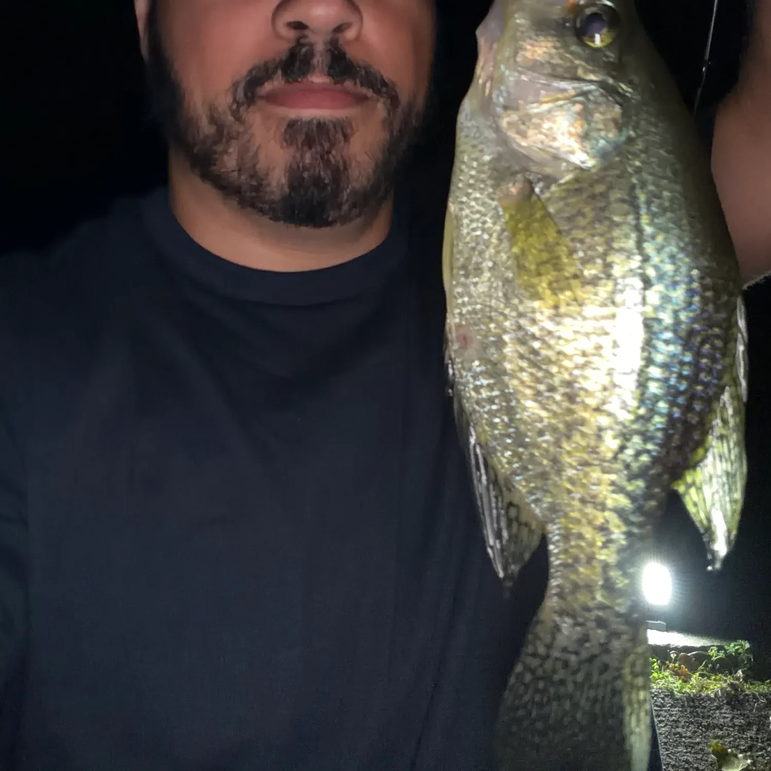 Black crappie caught on Fishbrain