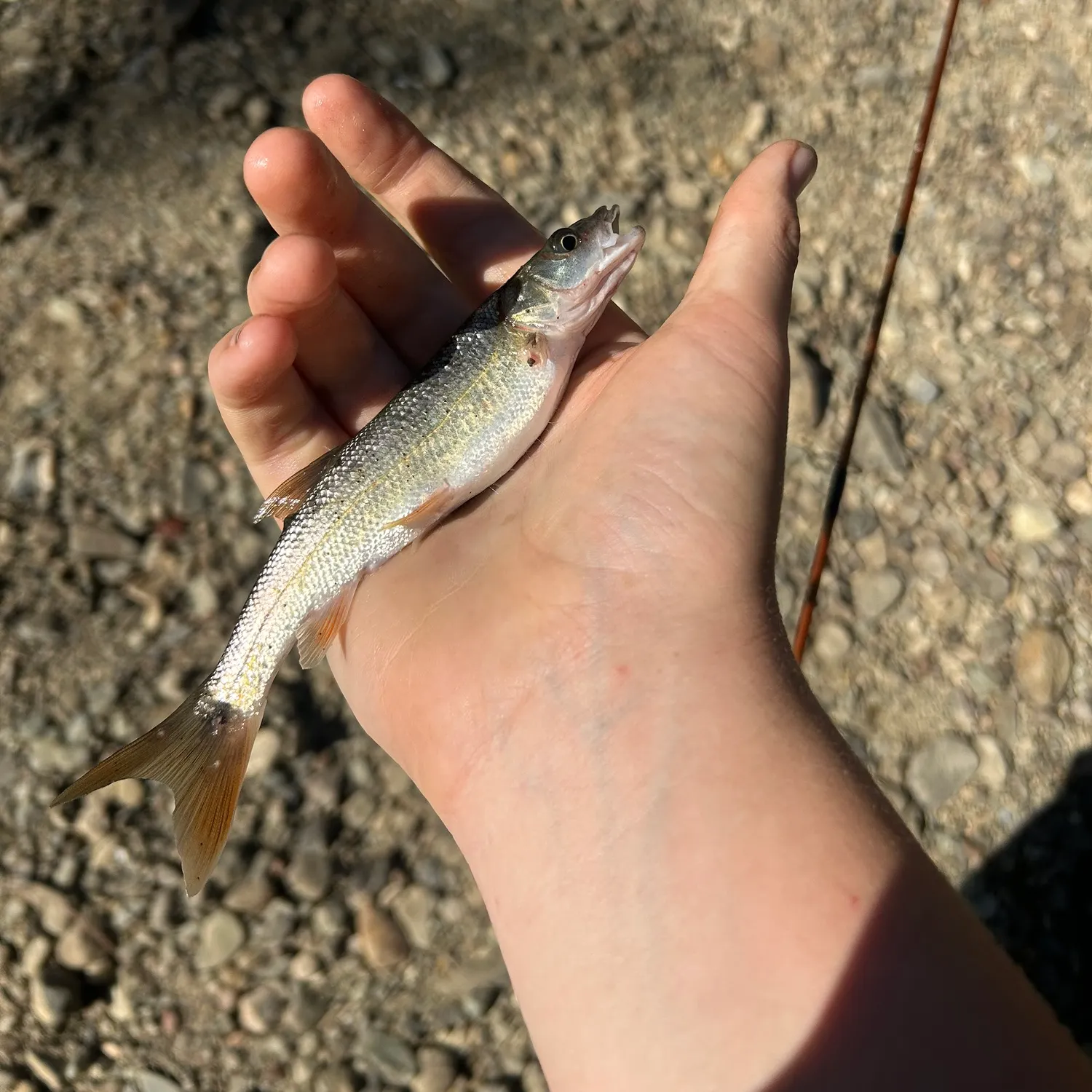 Sacramento pikeminnow caught on Fishbrain