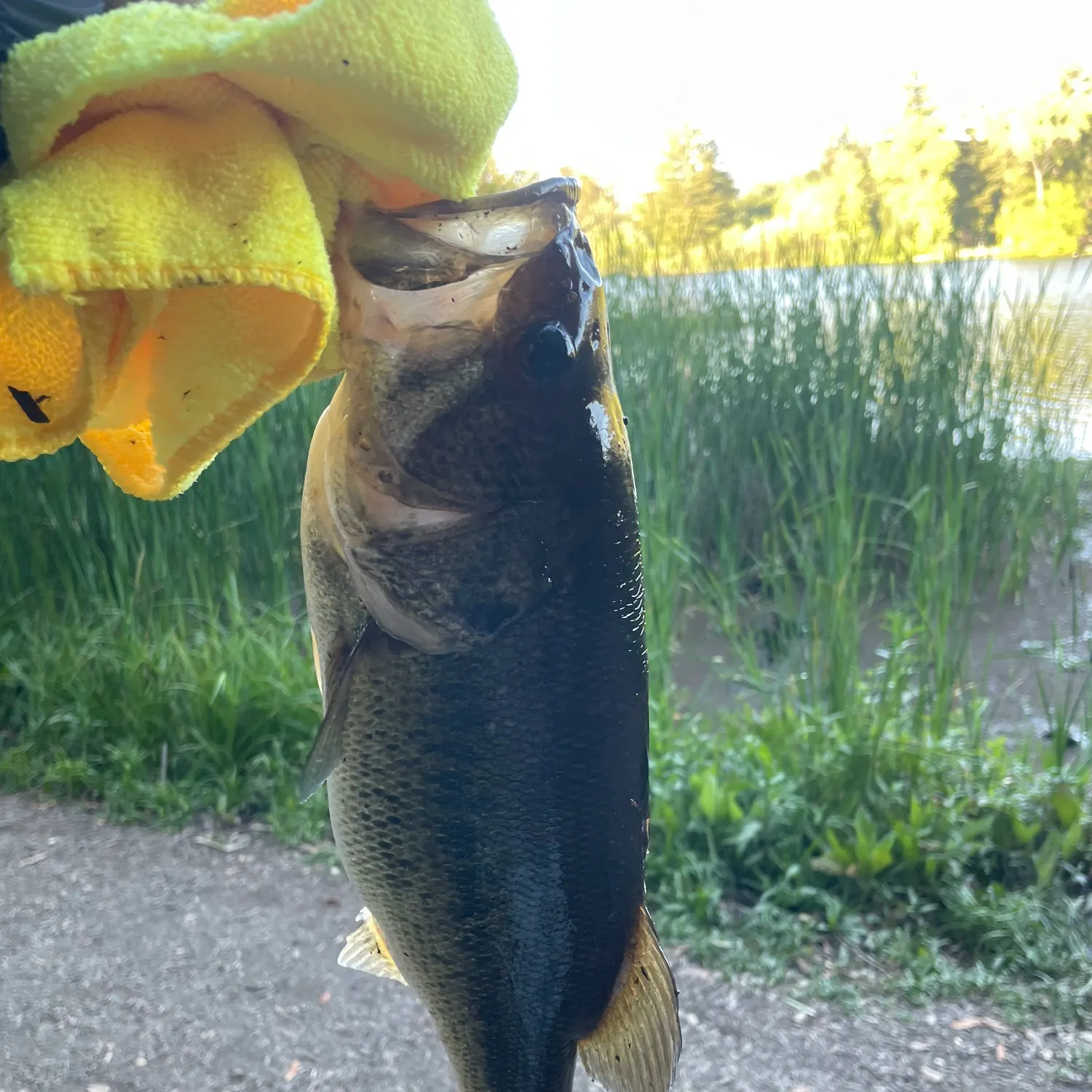 catch