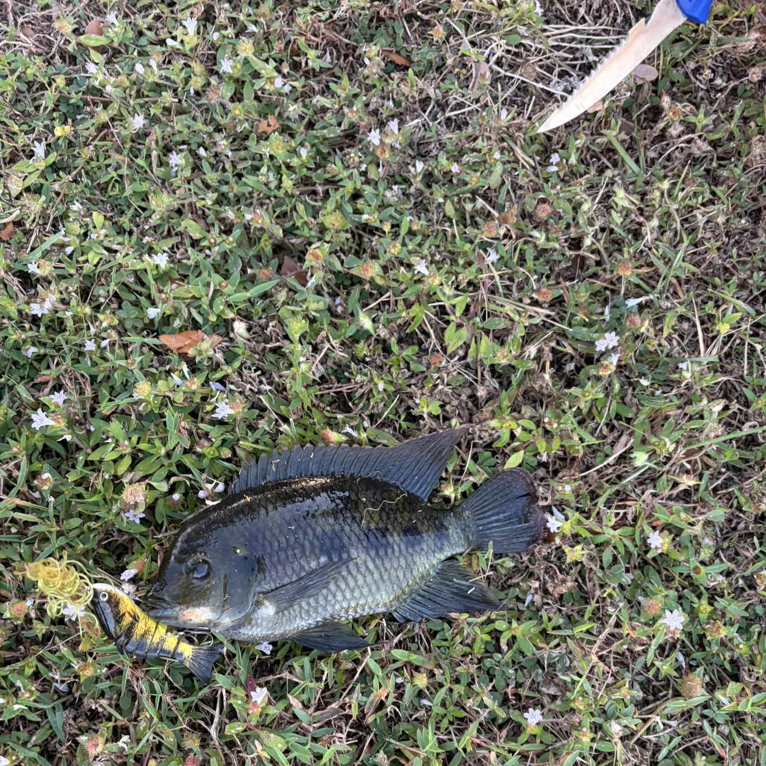 The most recent Spotted tilapia catches on Fishbrain