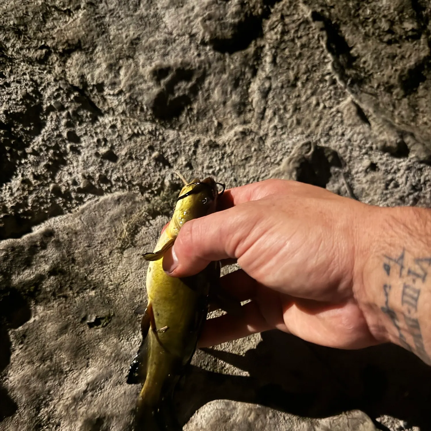 Black bullhead caught on Fishbrain