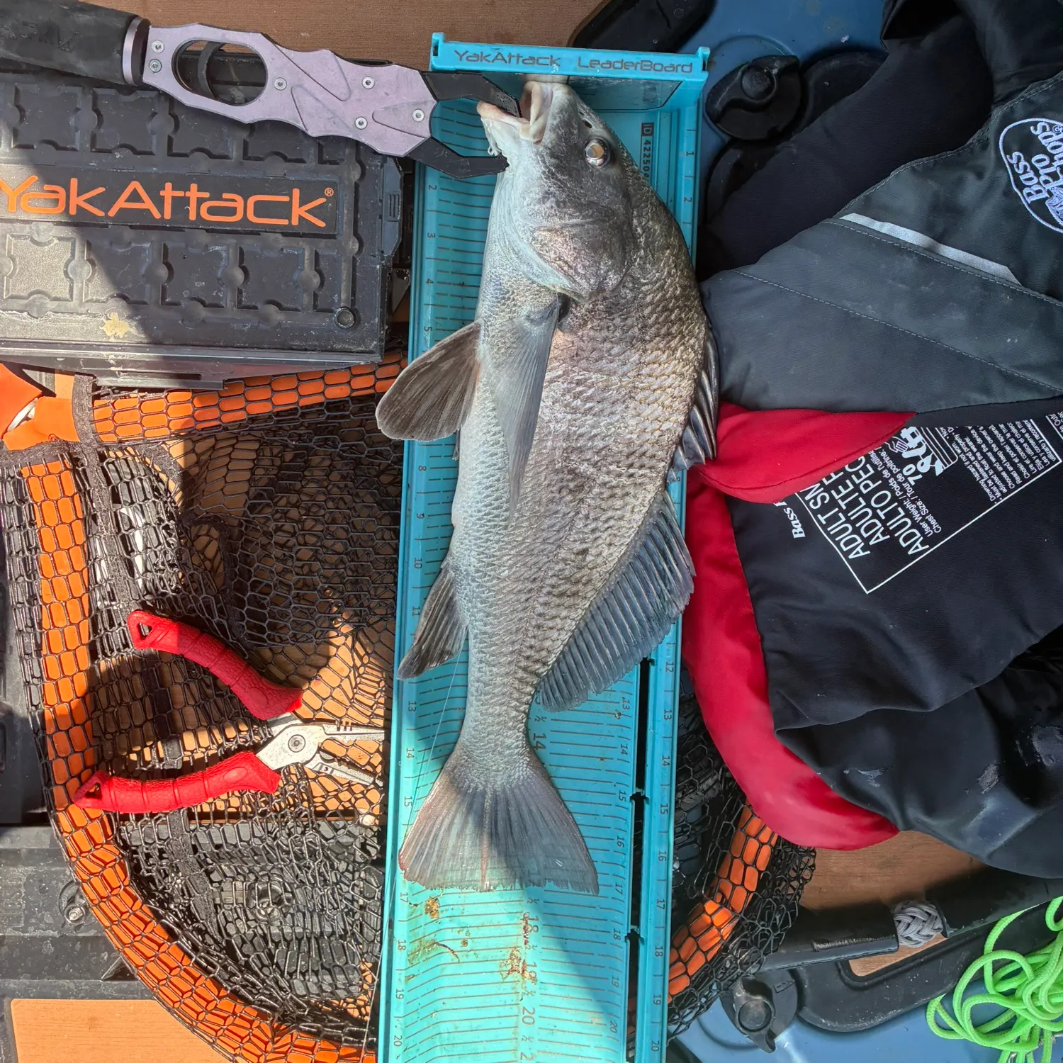 recently logged catches