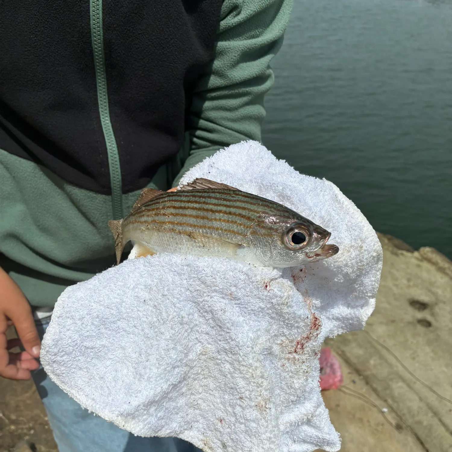 The most recent Salema porgy catches on Fishbrain
