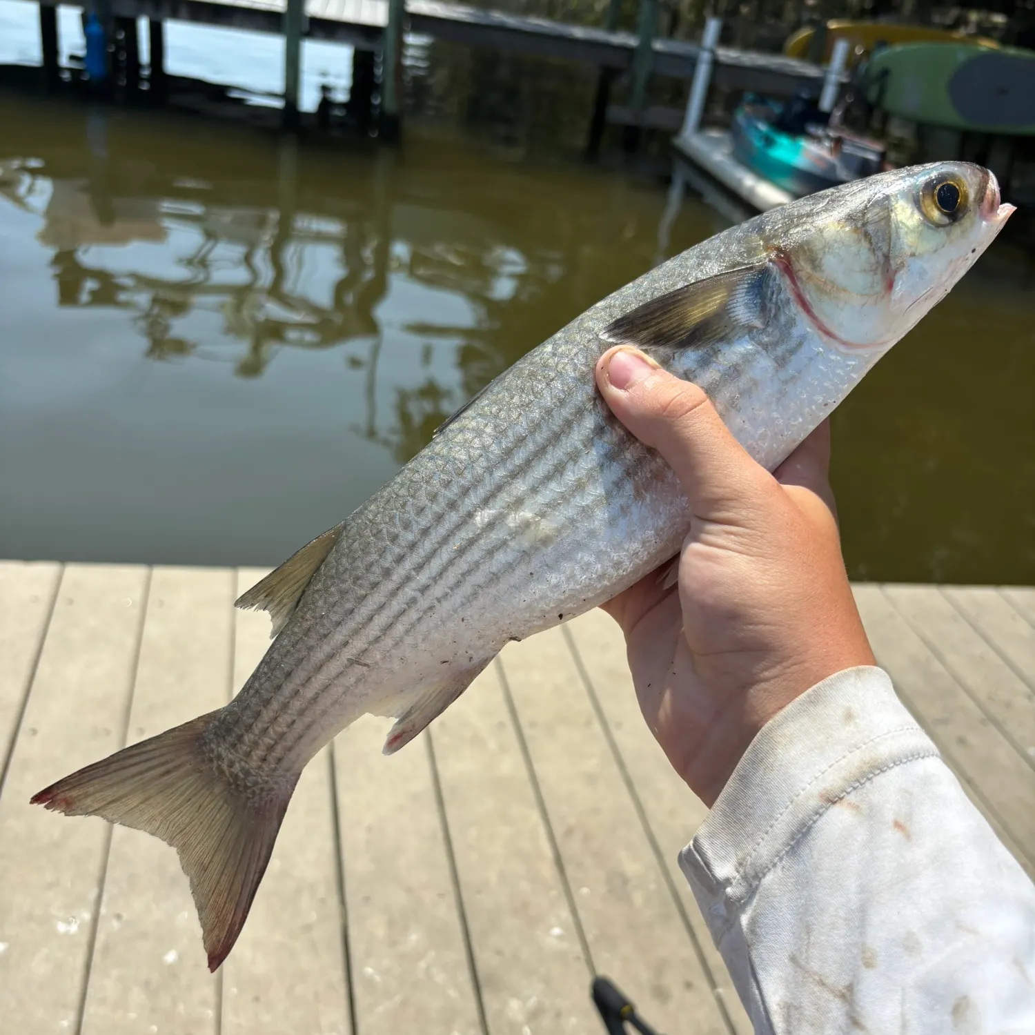 Striped mullet caught on Fishbrain