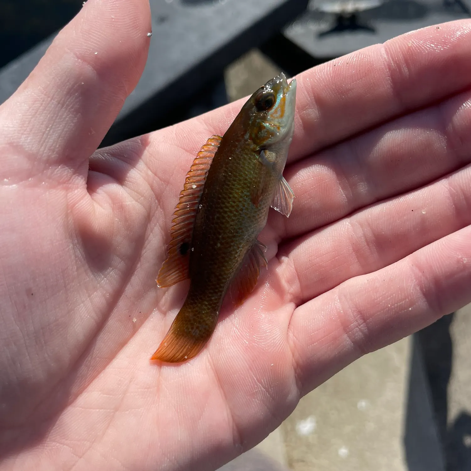 The most recent Cunner catches on Fishbrain