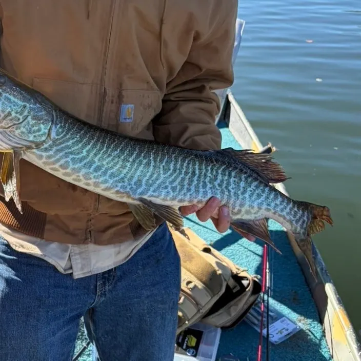 Tiger muskie caught on Fishbrain