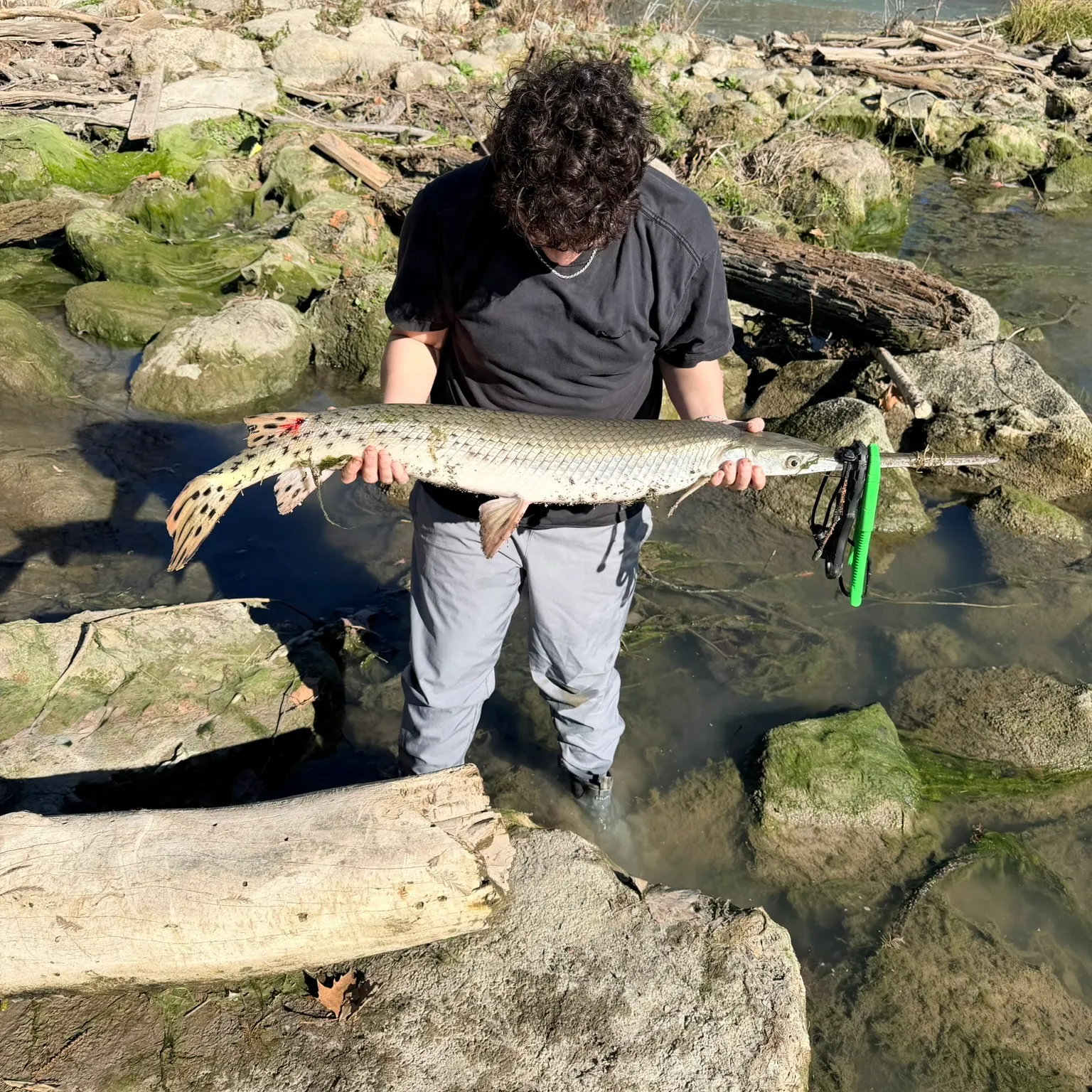 The most recent Longnose gar catches on Fishbrain