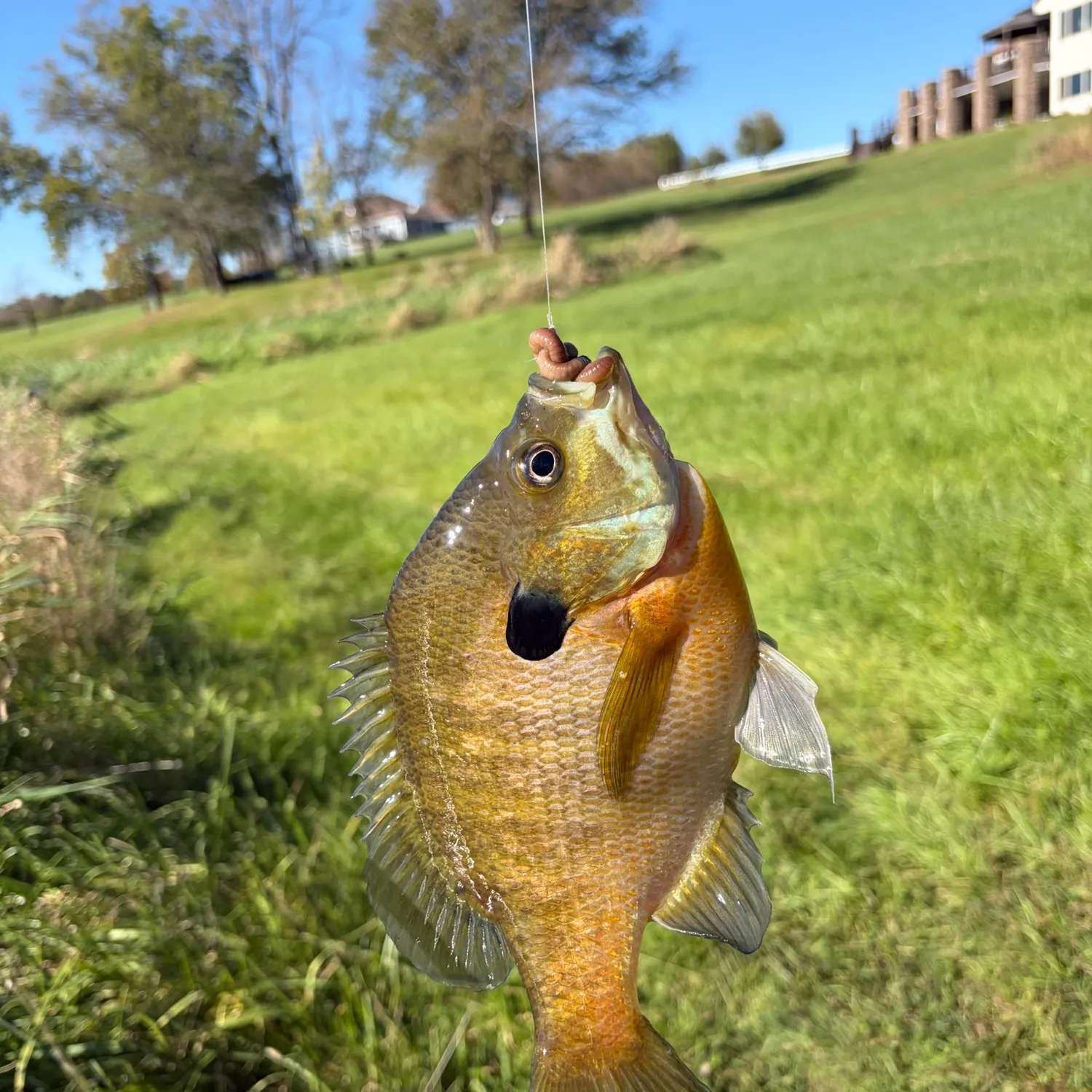 Bluegill caught on Fishbrain