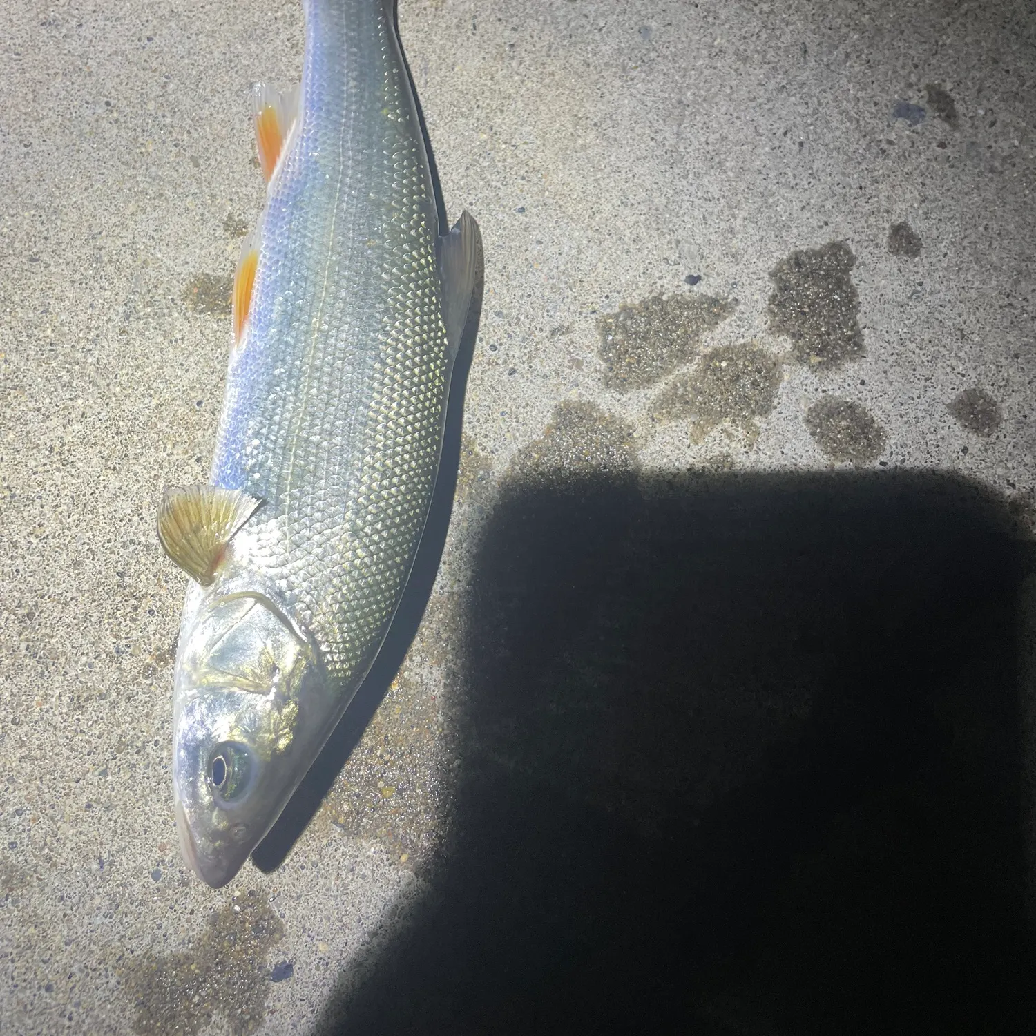 The most recent Big-scaled redfin catches on Fishbrain