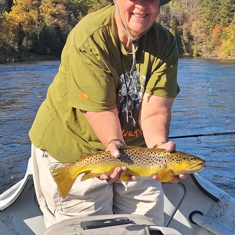 Brown trout caught on Fishbrain