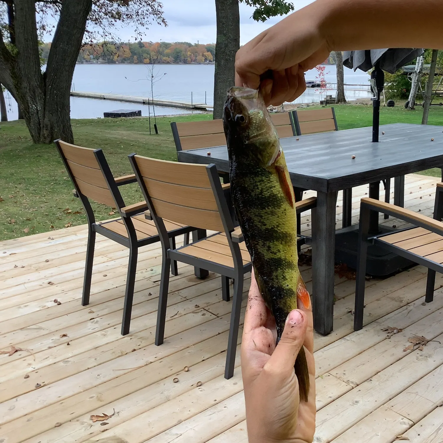 Yellow perch caught on Fishbrain