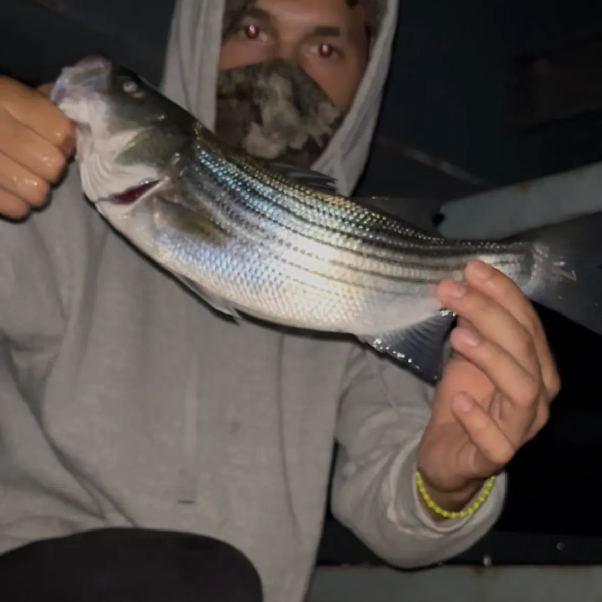 Striped bass caught on Fishbrain